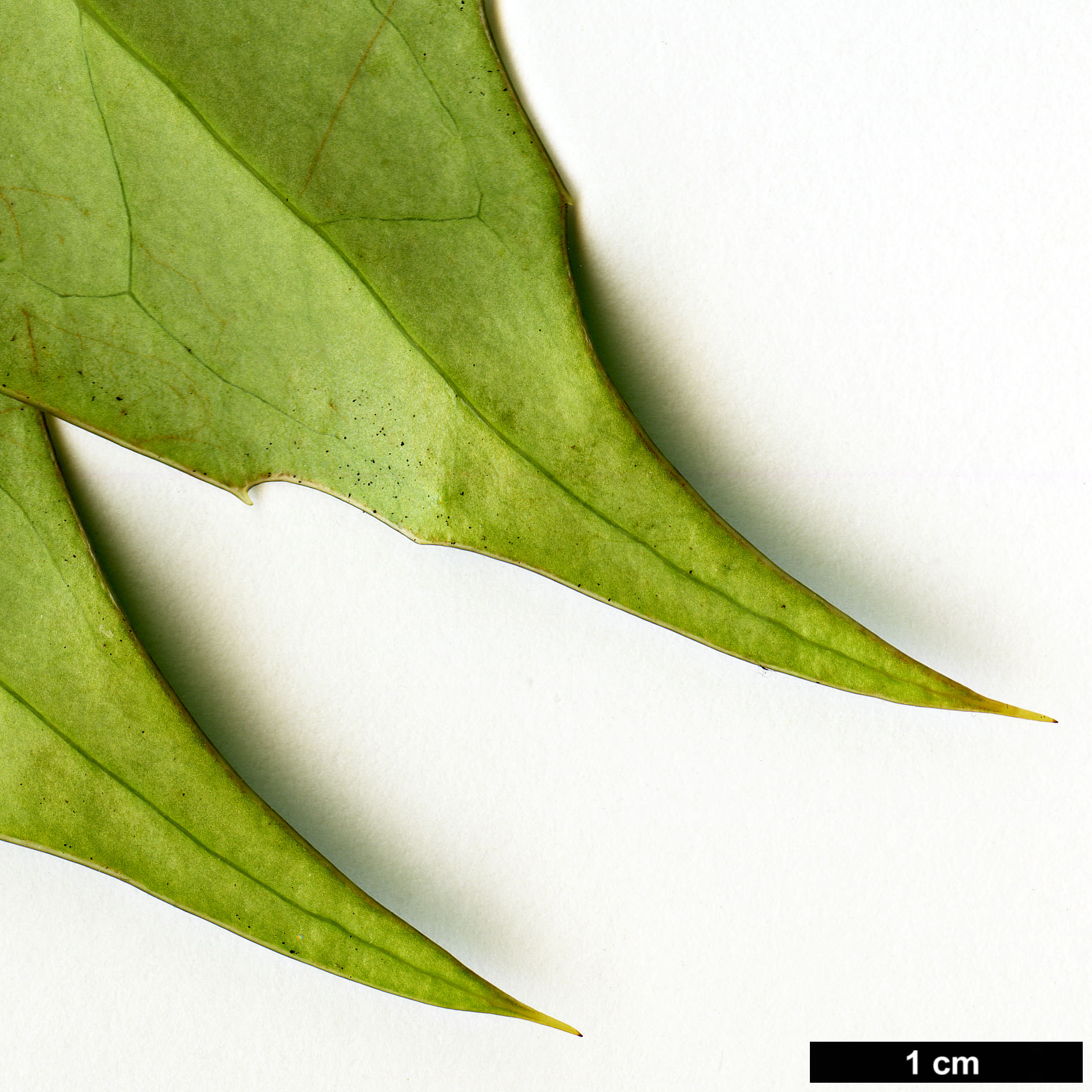 High resolution image: Family: Berberidaceae - Genus: Mahonia - Taxon: ogisui