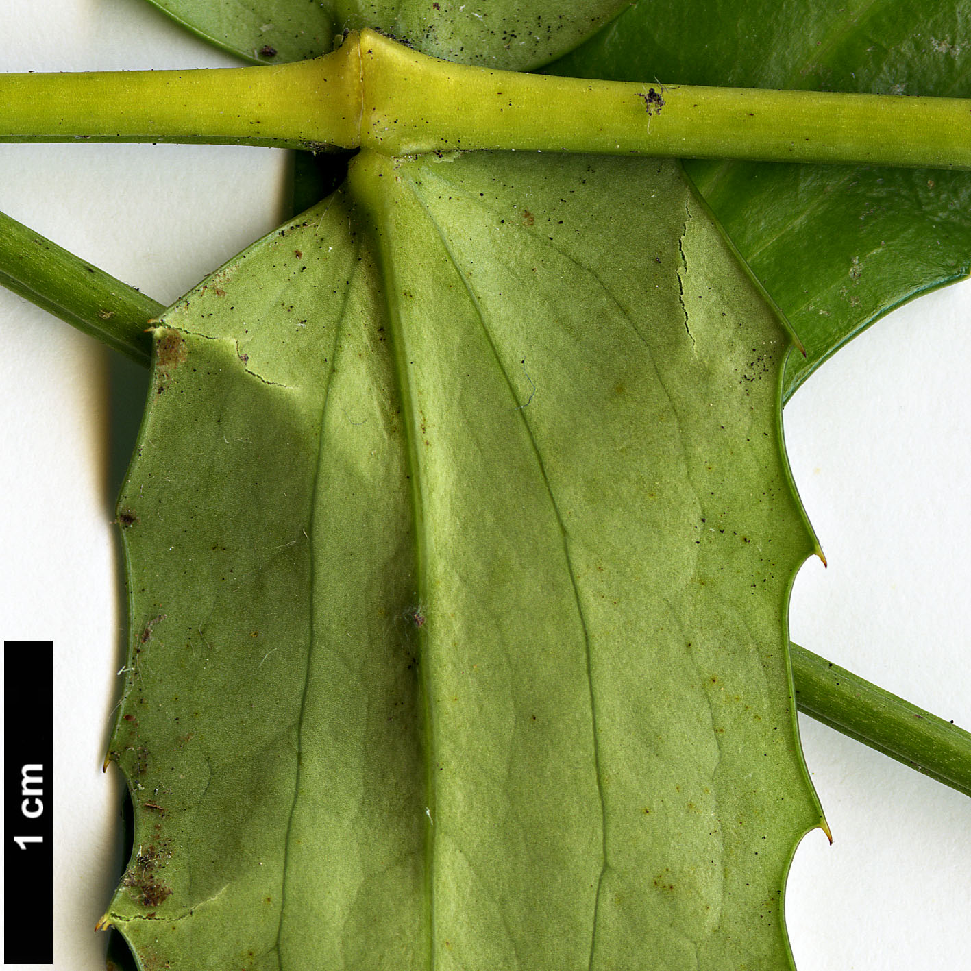 High resolution image: Family: Berberidaceae - Genus: Mahonia - Taxon: oiwakensis