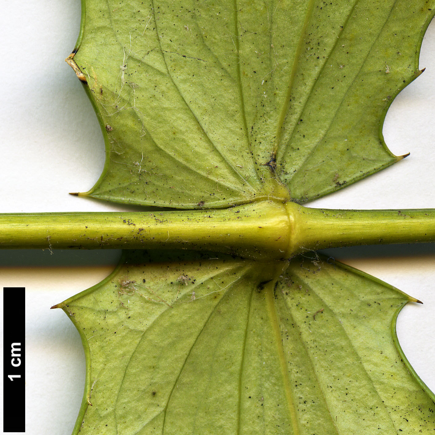 High resolution image: Family: Berberidaceae - Genus: Mahonia - Taxon: oiwakensis