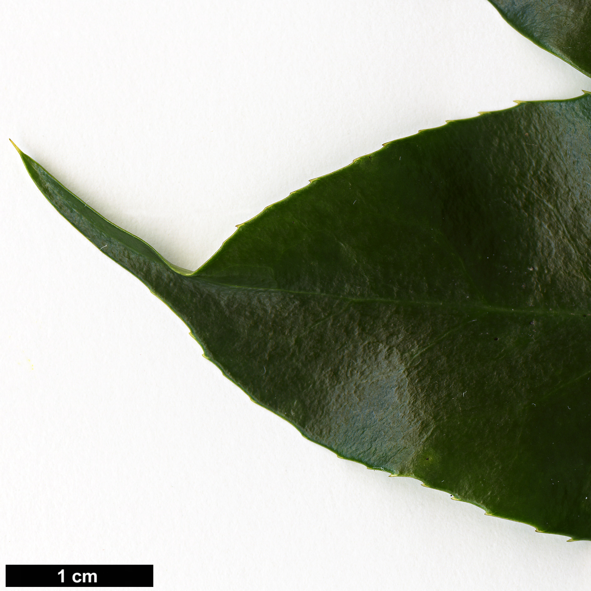 High resolution image: Family: Berberidaceae - Genus: Mahonia - Taxon: paucijuga