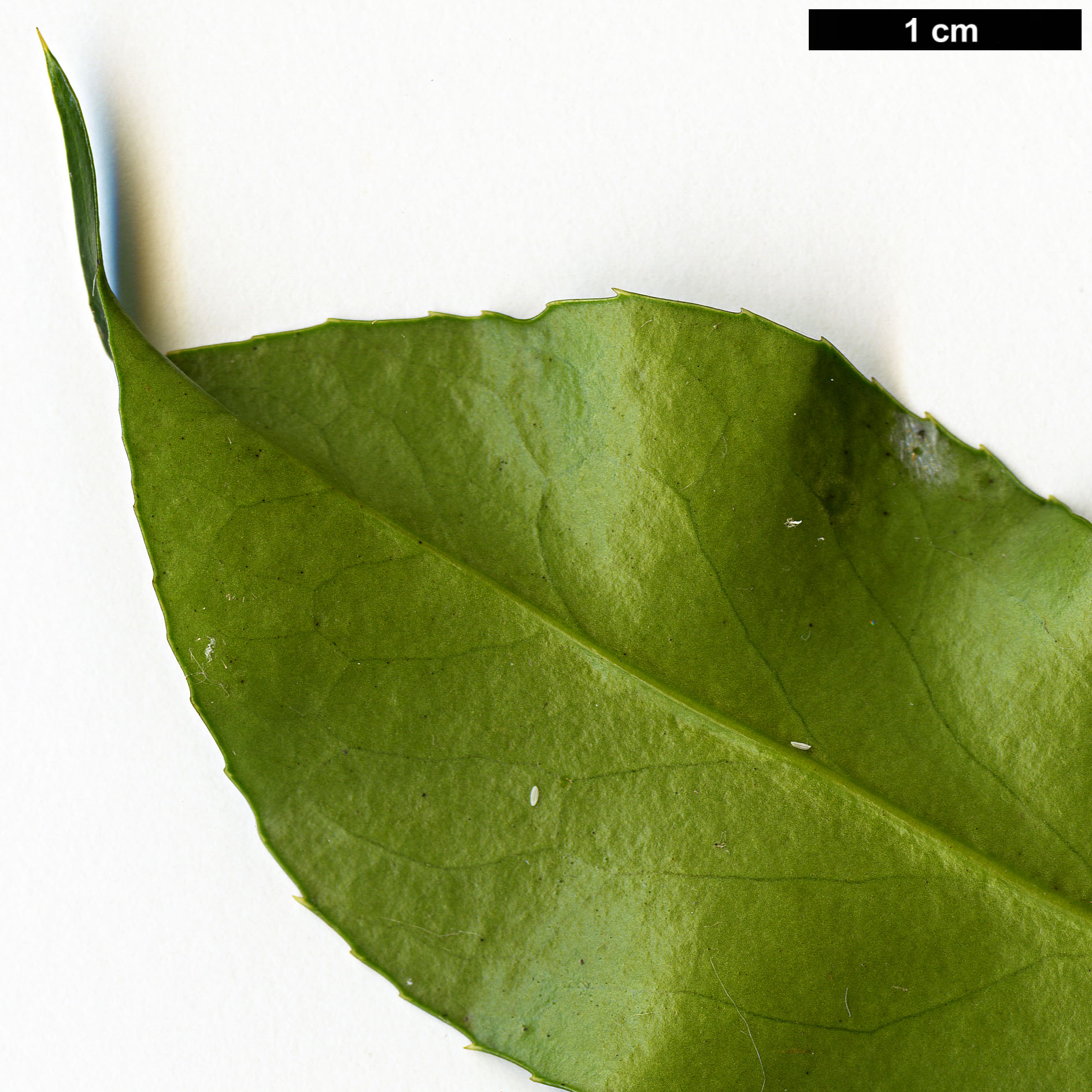 High resolution image: Family: Berberidaceae - Genus: Mahonia - Taxon: paucijuga