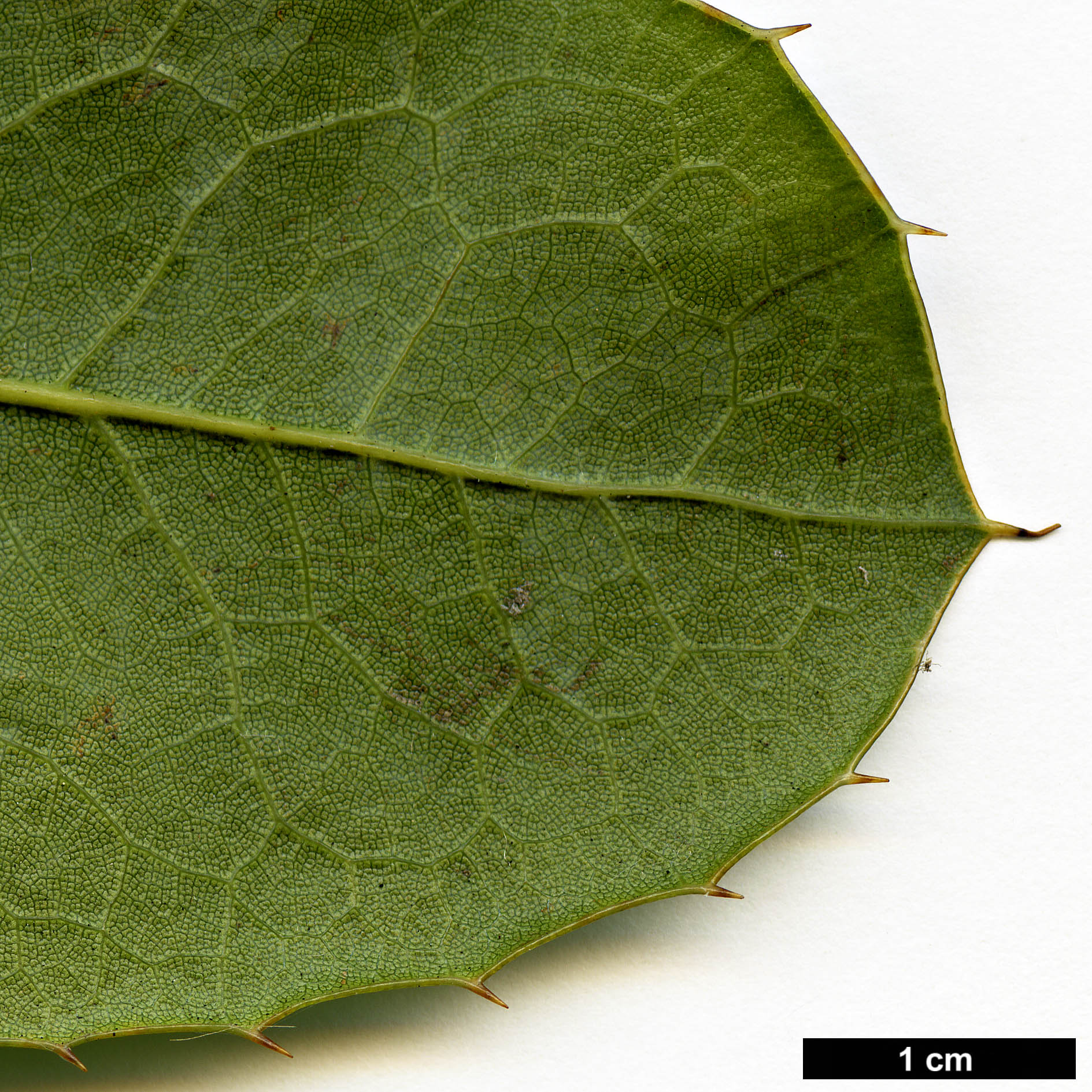 High resolution image: Family: Berberidaceae - Genus: Mahonia - Taxon: paxii