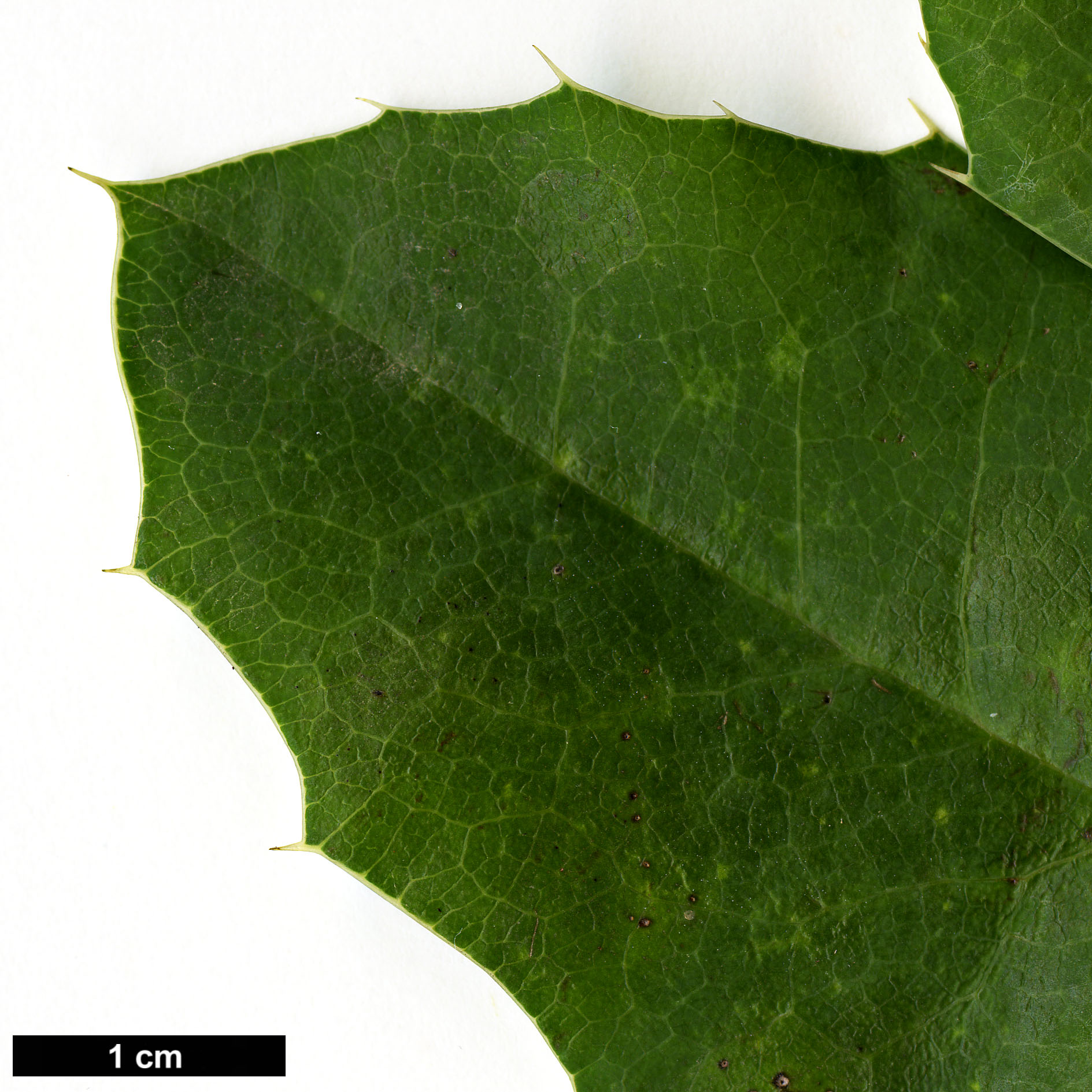High resolution image: Family: Berberidaceae - Genus: Mahonia - Taxon: pinnata