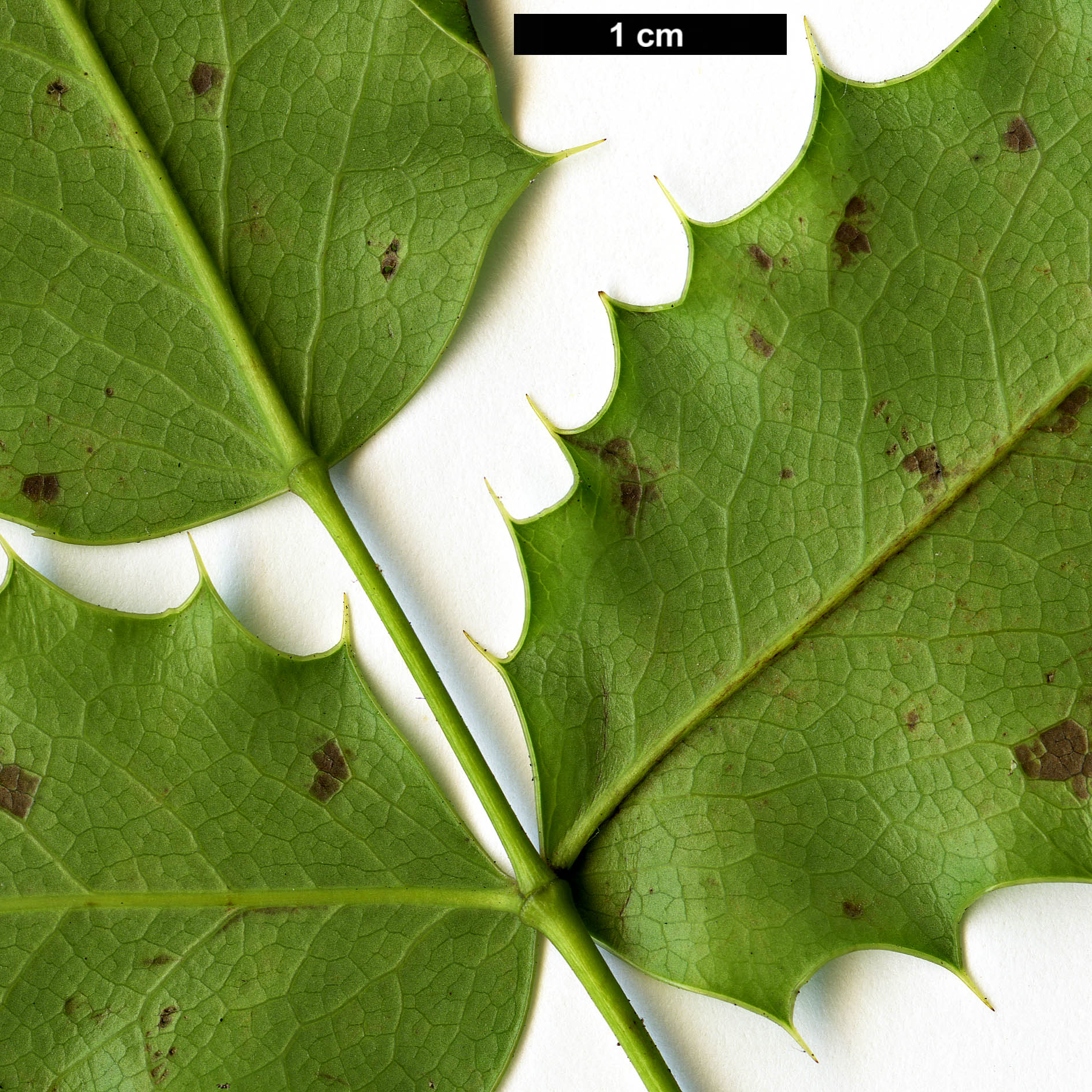 High resolution image: Family: Berberidaceae - Genus: Mahonia - Taxon: pinnata