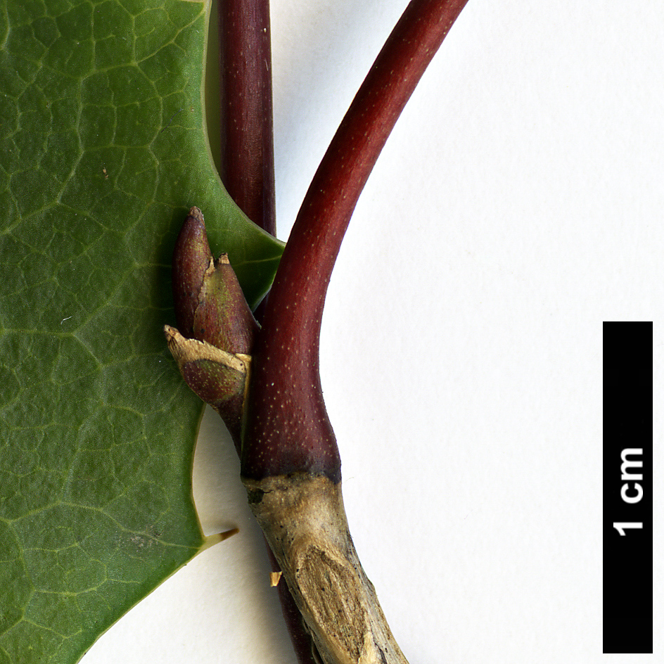 High resolution image: Family: Berberidaceae - Genus: Mahonia - Taxon: pumila