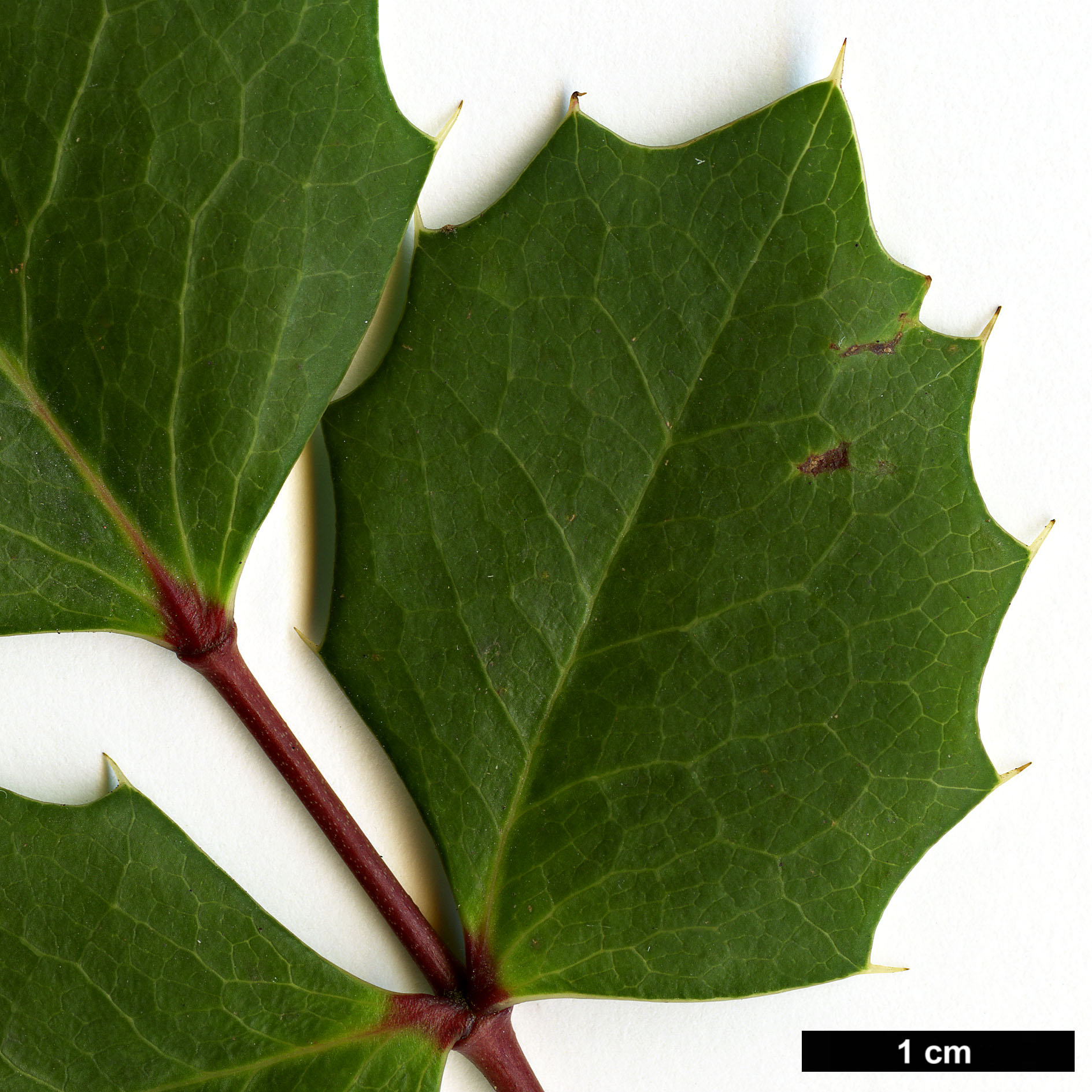 High resolution image: Family: Berberidaceae - Genus: Mahonia - Taxon: pumila
