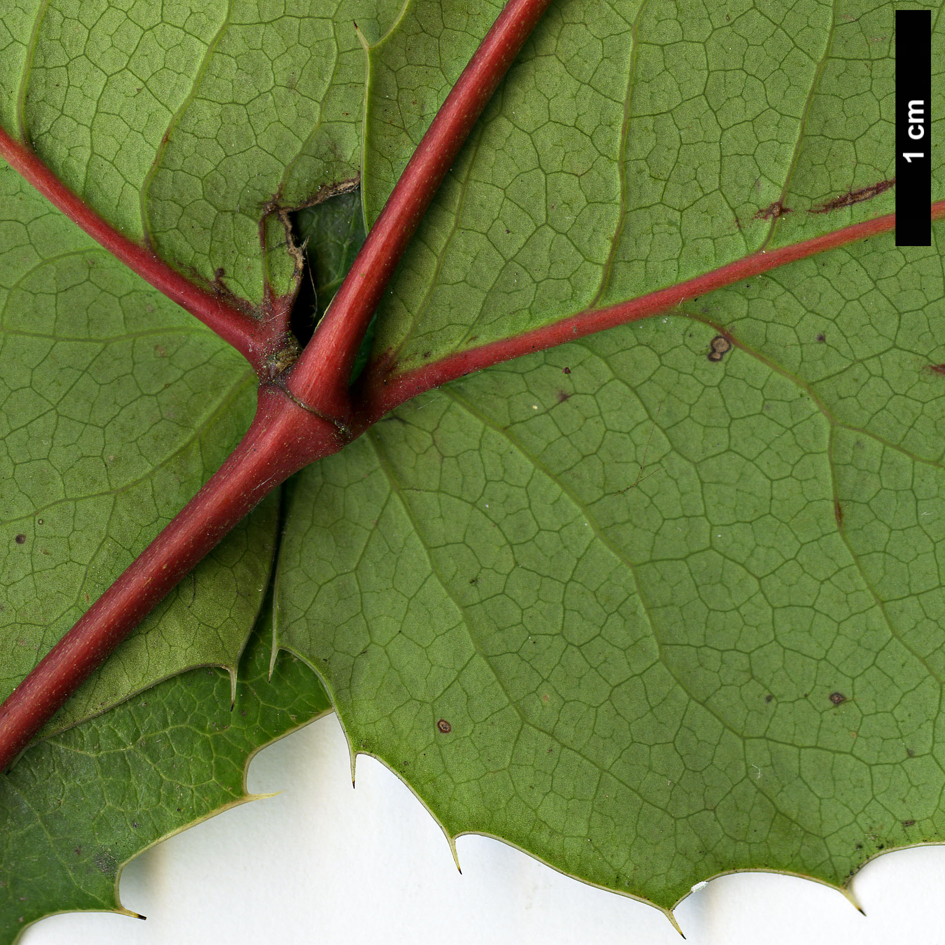 High resolution image: Family: Berberidaceae - Genus: Mahonia - Taxon: repens