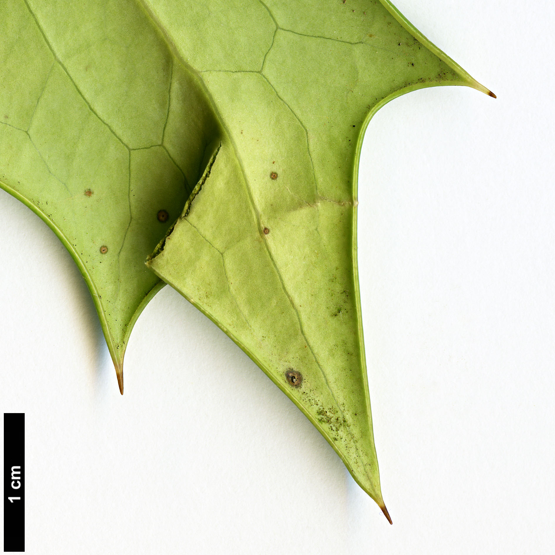High resolution image: Family: Berberidaceae - Genus: Mahonia - Taxon: sheridaniana