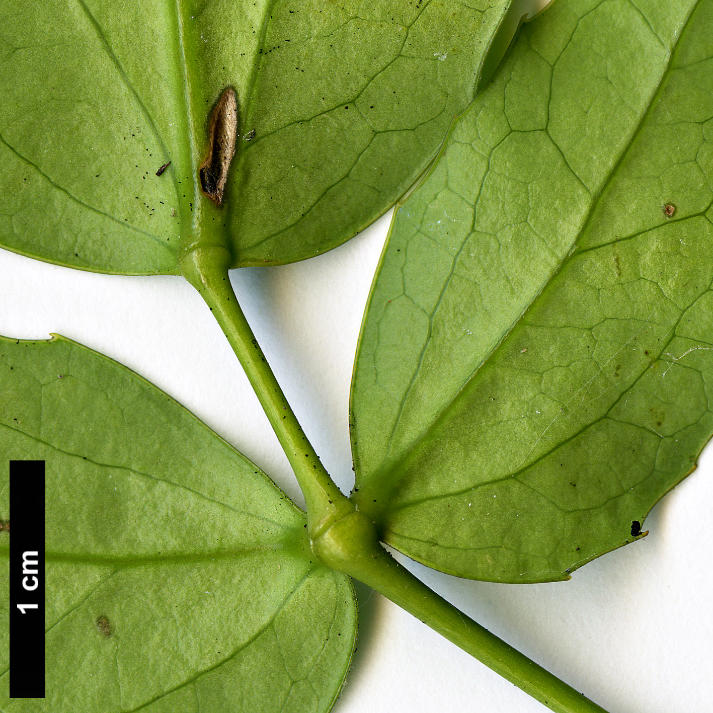 High resolution image: Family: Berberidaceae - Genus: Mahonia - Taxon: simonsii