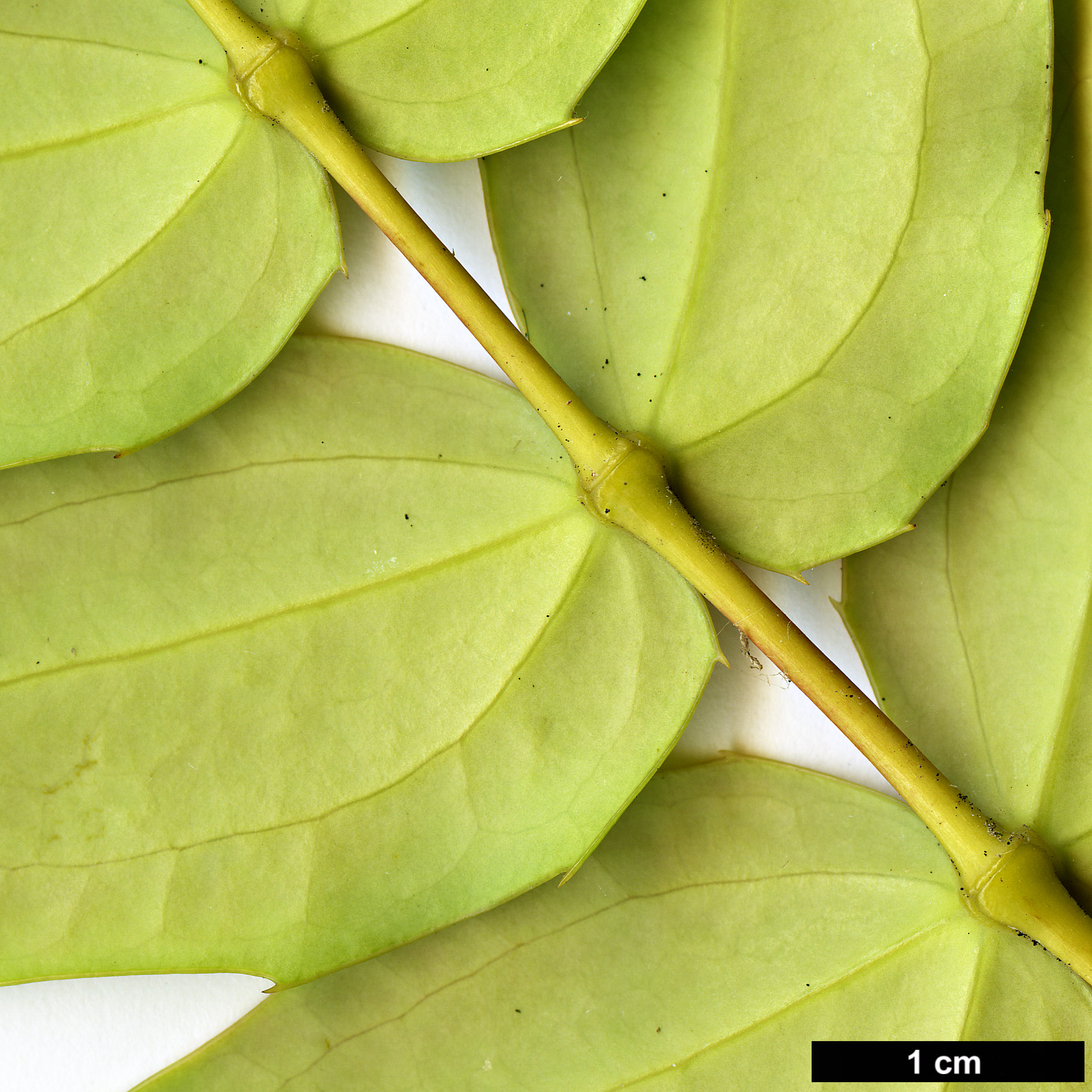 High resolution image: Family: Berberidaceae - Genus: Mahonia - Taxon: subimbricata