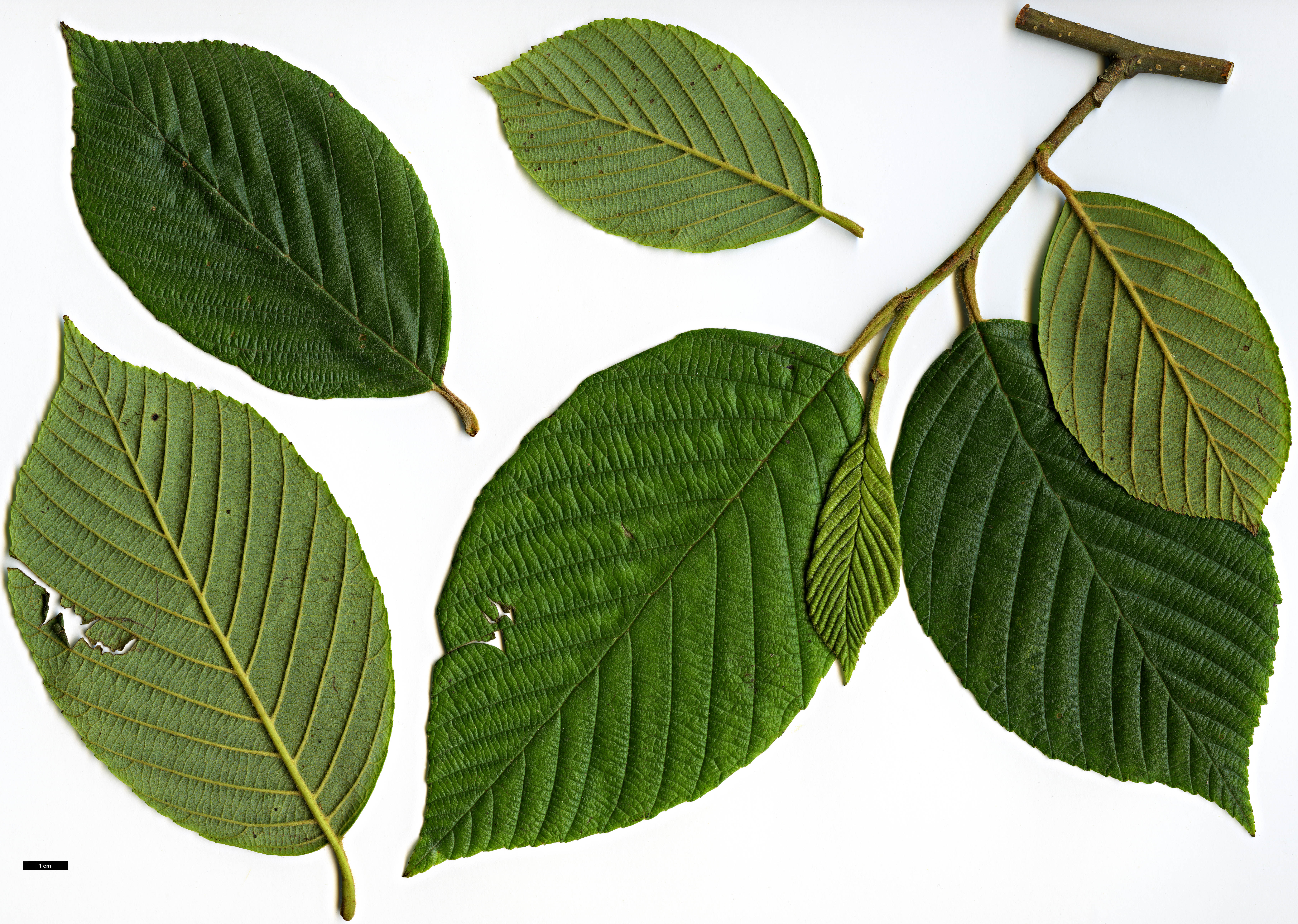 High resolution image: Family: Betulaceae - Genus: Alnus - Taxon: acuminata