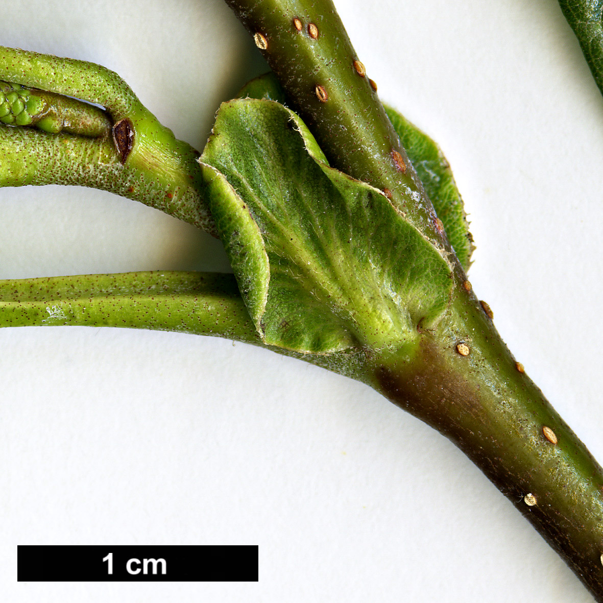 High resolution image: Family: Betulaceae - Genus: Alnus - Taxon: fauriei