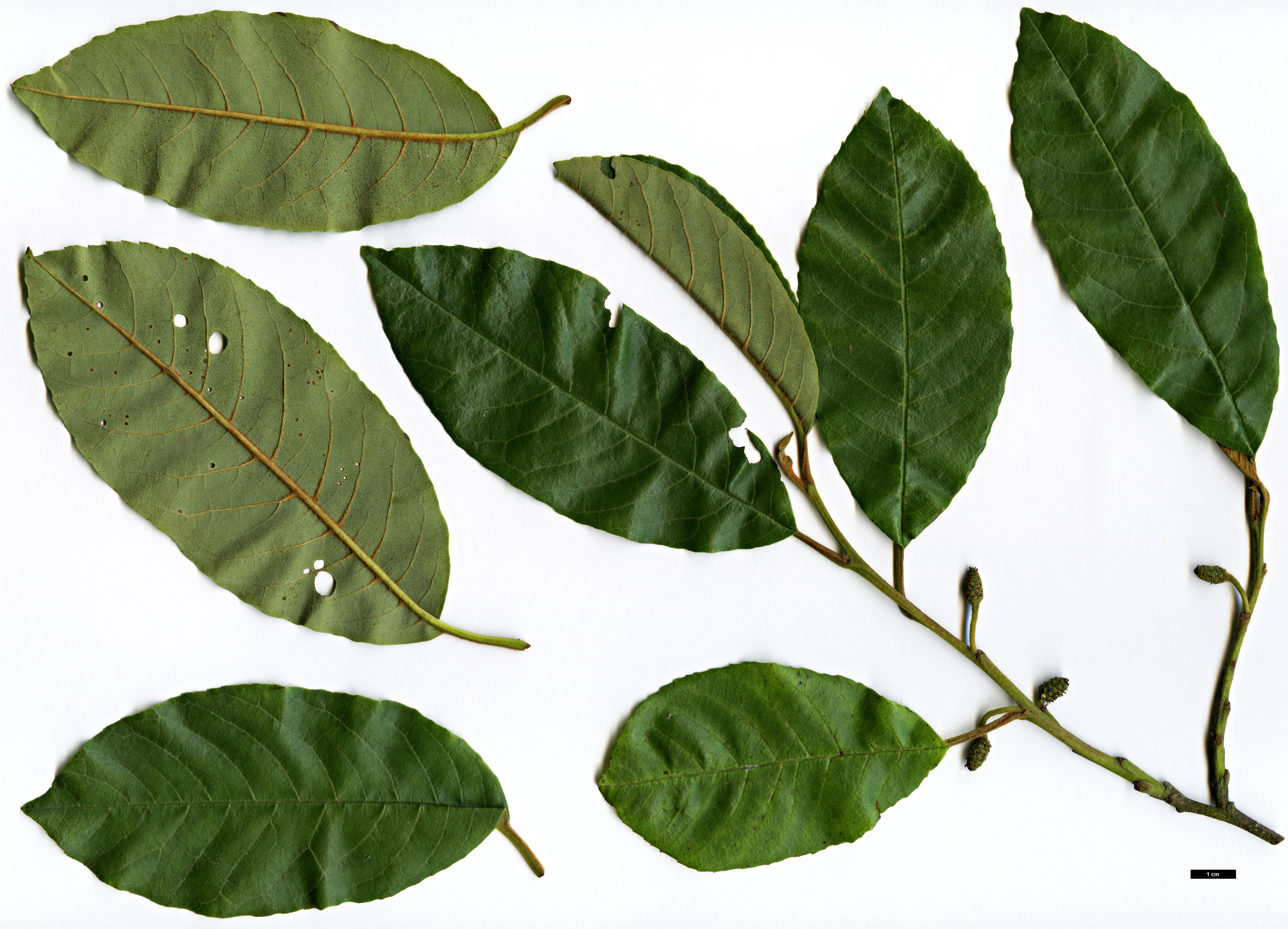 High resolution image: Family: Betulaceae - Genus: Alnus - Taxon: ferdinandi-coburgii