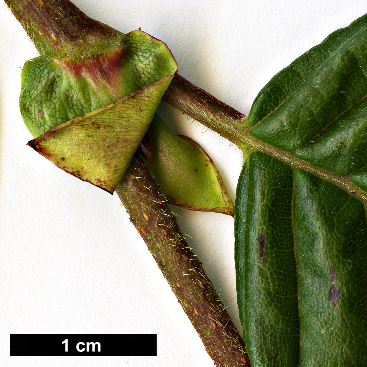 High resolution image: Family: Betulaceae - Genus: Alnus - Taxon: firma
