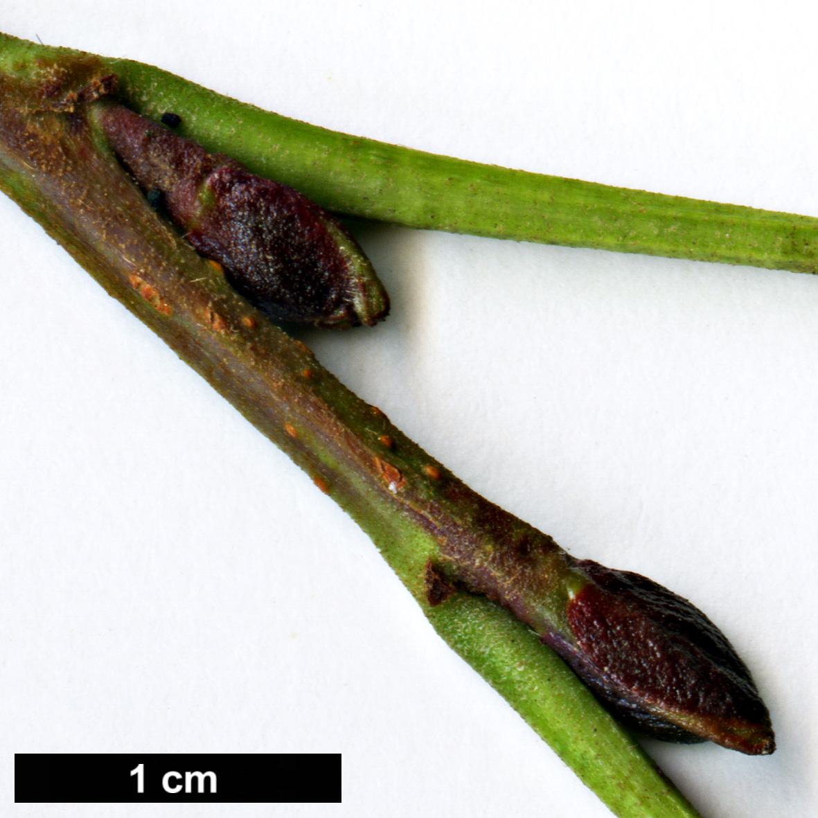 High resolution image: Family: Betulaceae - Genus: Alnus - Taxon: glutinosa