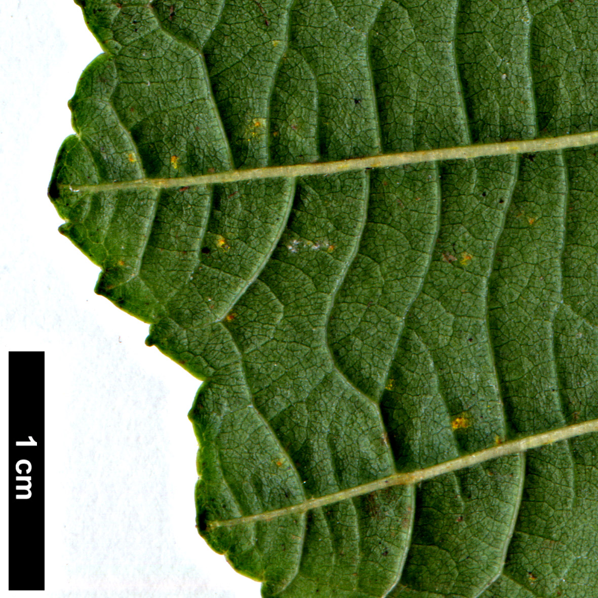 High resolution image: Family: Betulaceae - Genus: Alnus - Taxon: glutinosa