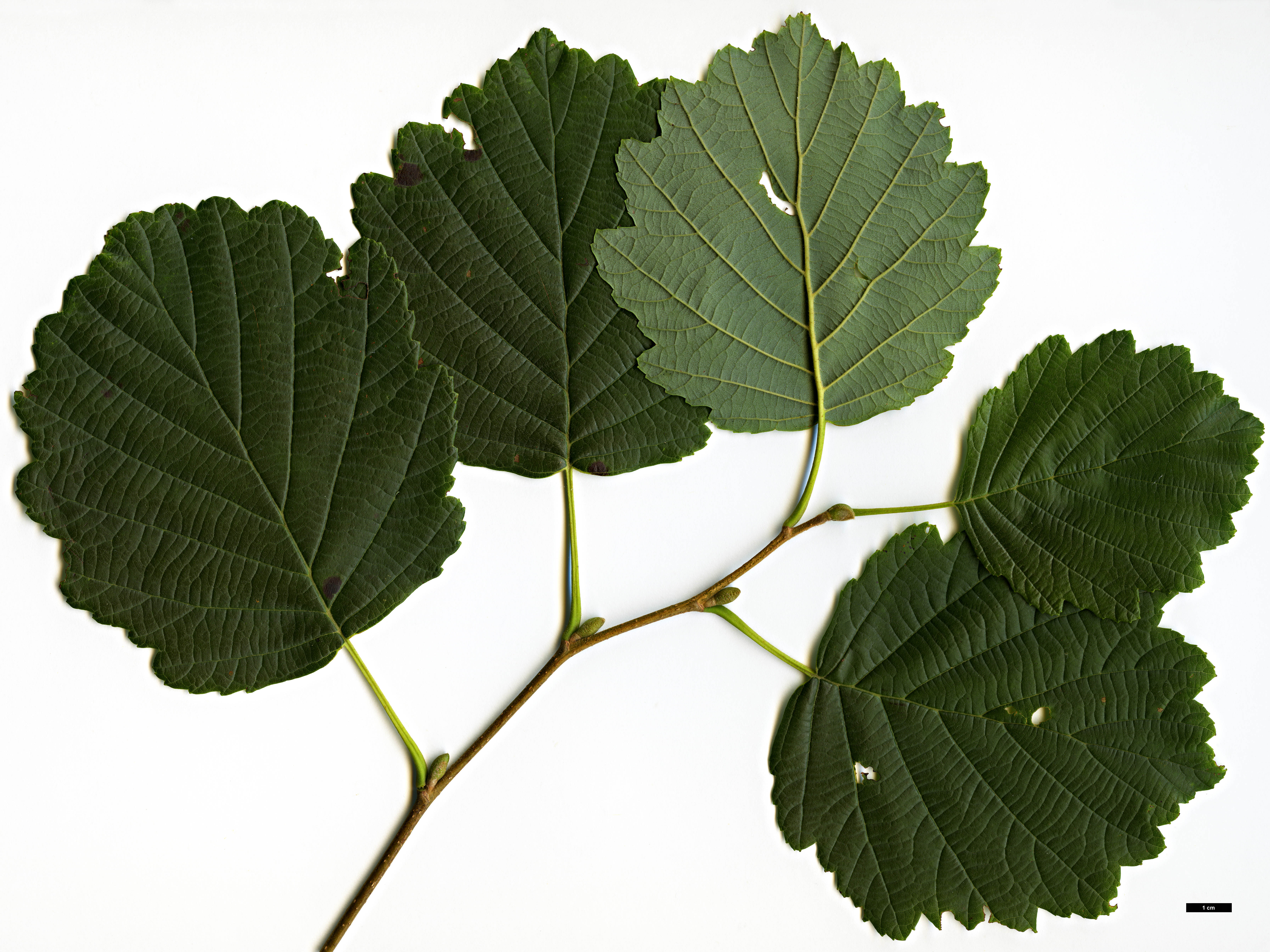 High resolution image: Family: Betulaceae - Genus: Alnus - Taxon: hirsuta