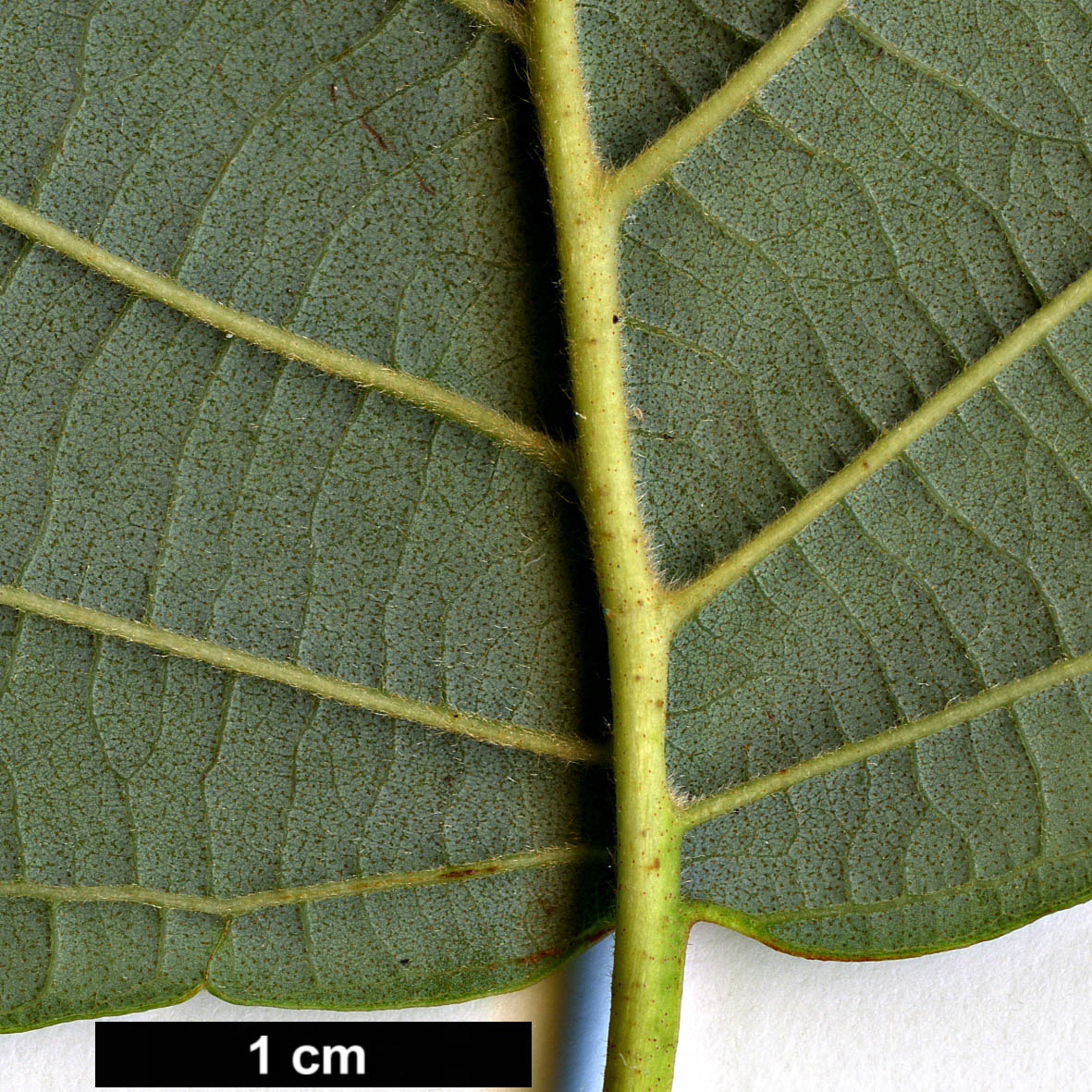 High resolution image: Family: Betulaceae - Genus: Alnus - Taxon: hirsuta