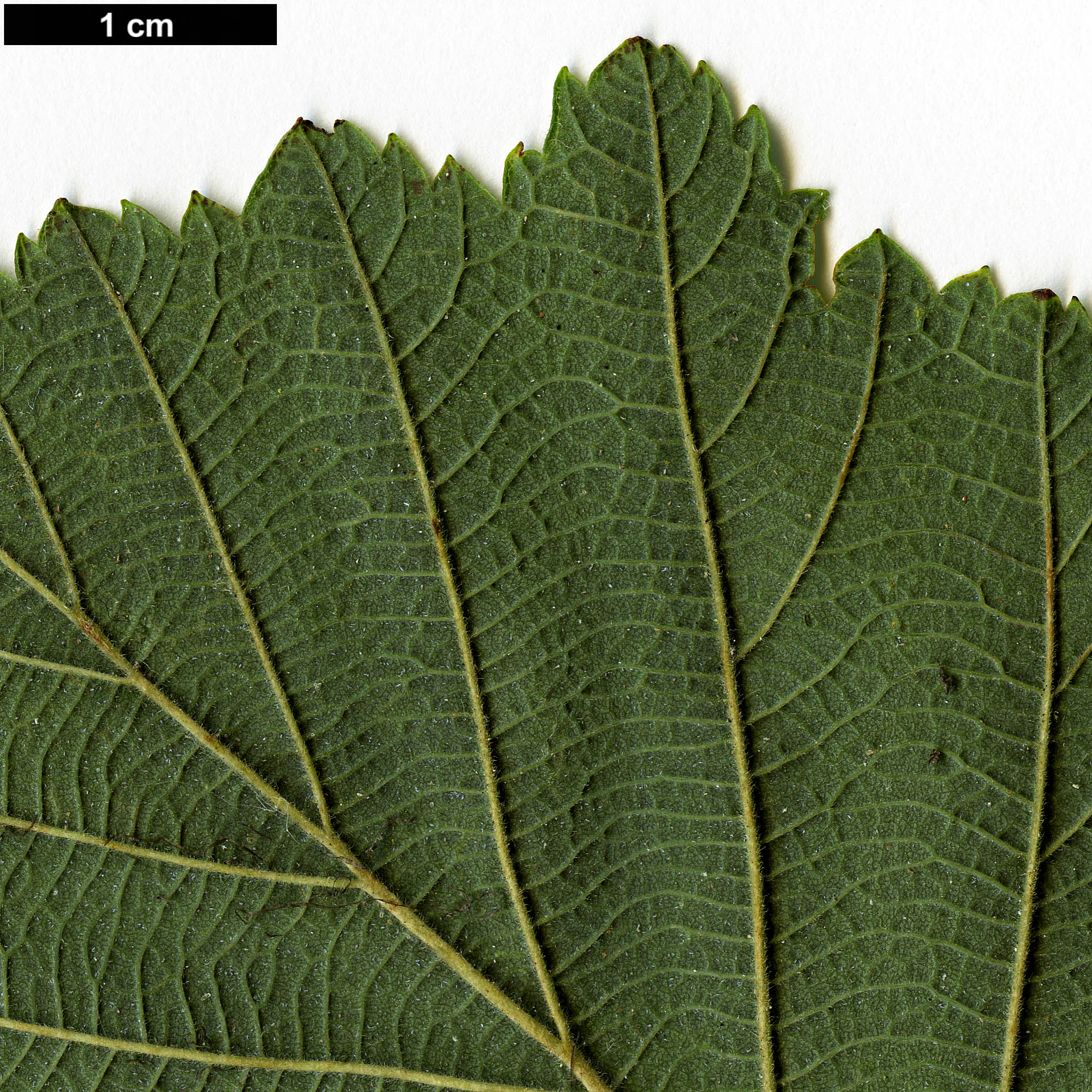 High resolution image: Family: Betulaceae - Genus: Alnus - Taxon: inokumae