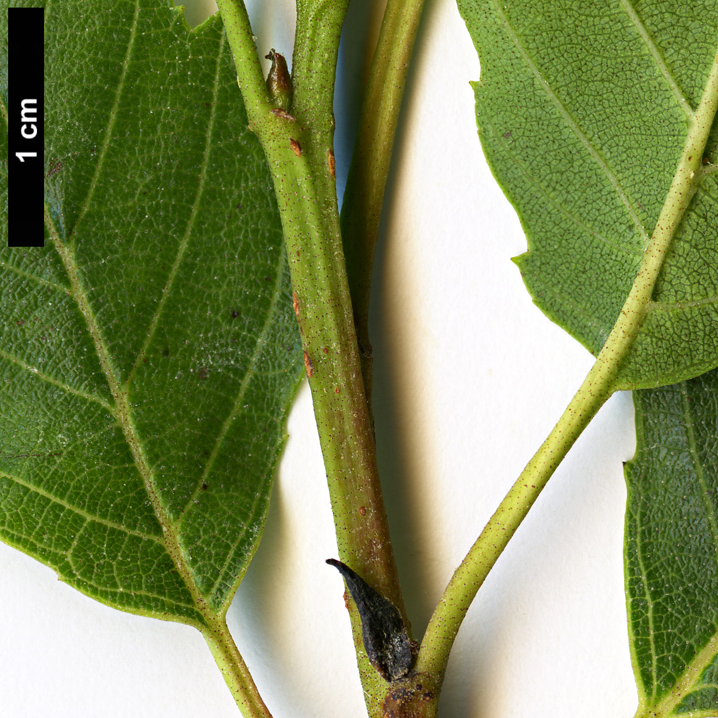 High resolution image: Family: Betulaceae - Genus: Alnus - Taxon: jorullensis