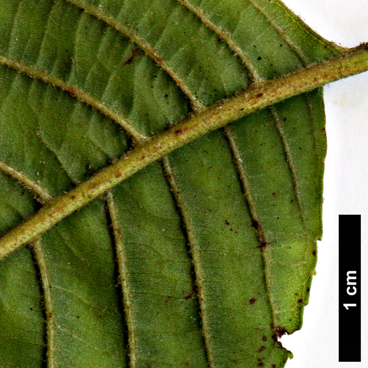 High resolution image: Family: Betulaceae - Genus: Alnus - Taxon: lanata
