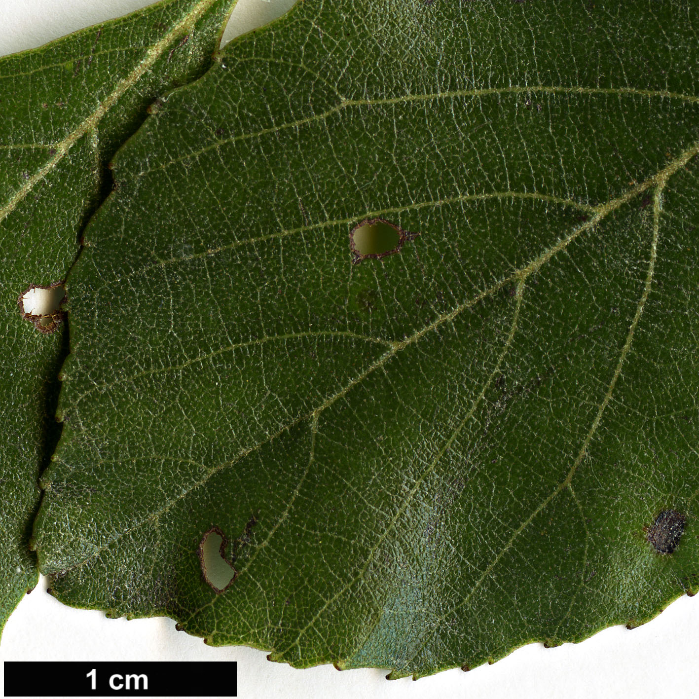 High resolution image: Family: Betulaceae - Genus: Alnus - Taxon: maritima
