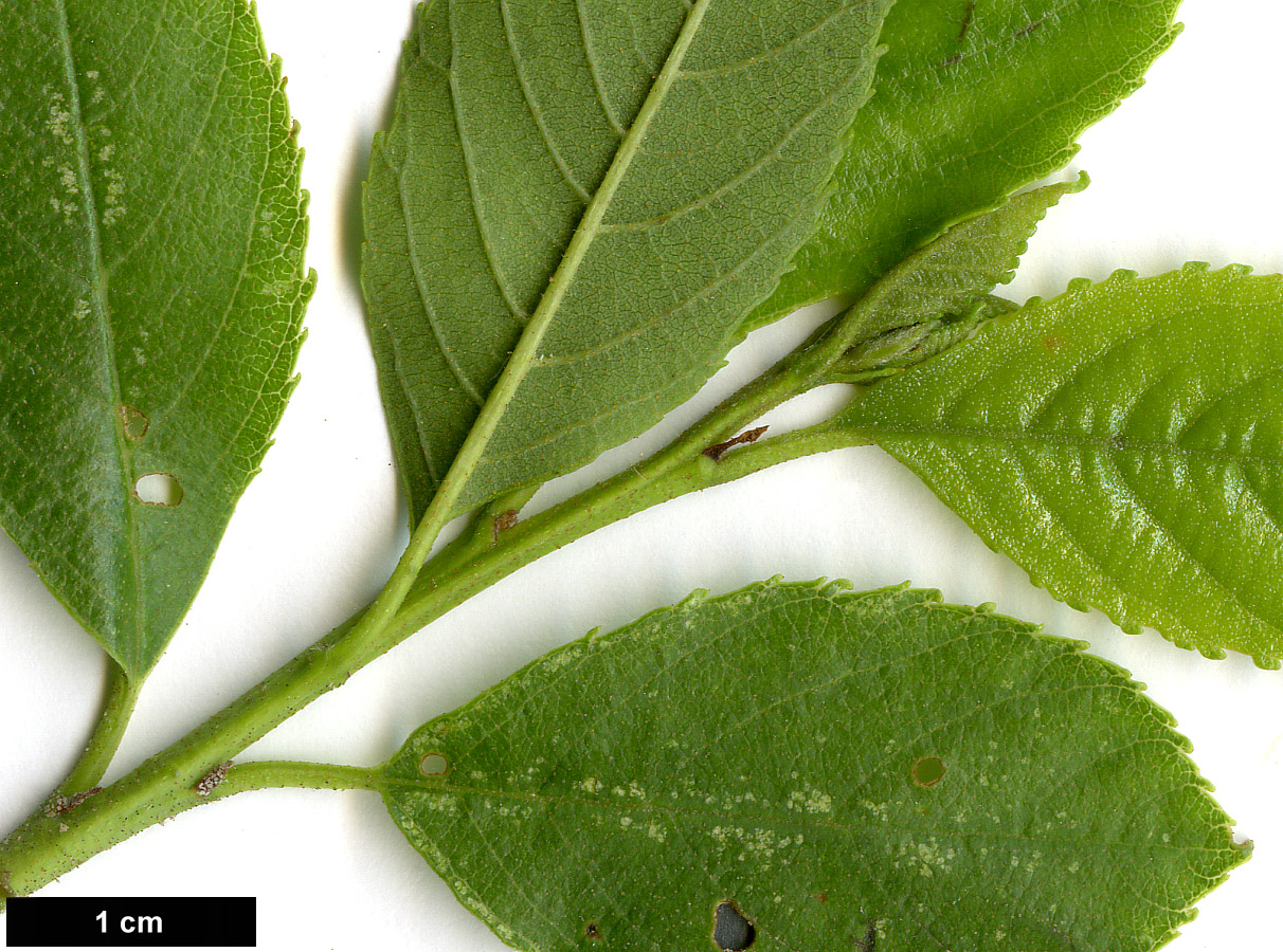 High resolution image: Family: Betulaceae - Genus: Alnus - Taxon: maritima