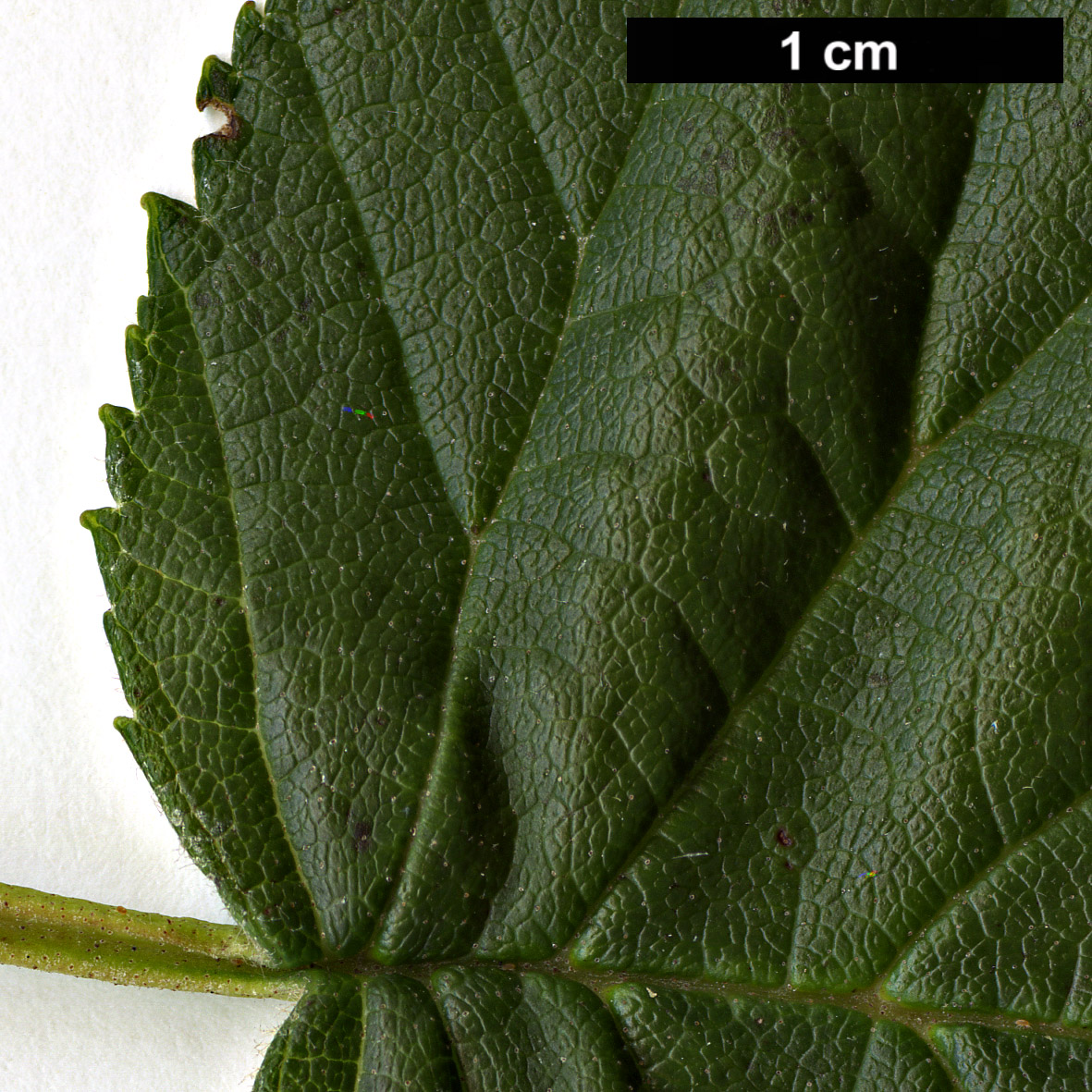 High resolution image: Family: Betulaceae - Genus: Alnus - Taxon: maximowiczii