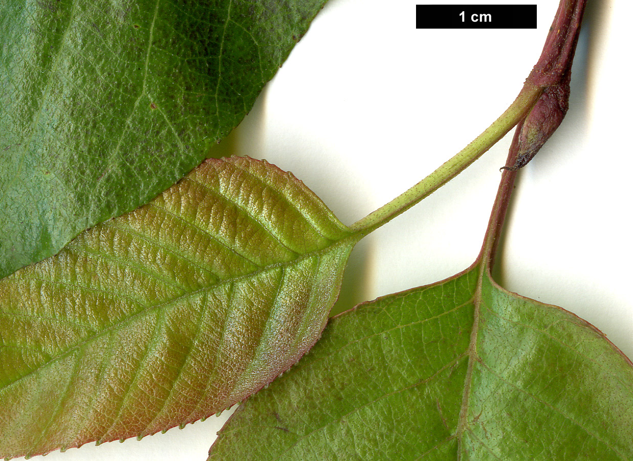 High resolution image: Family: Betulaceae - Genus: Alnus - Taxon: nitida