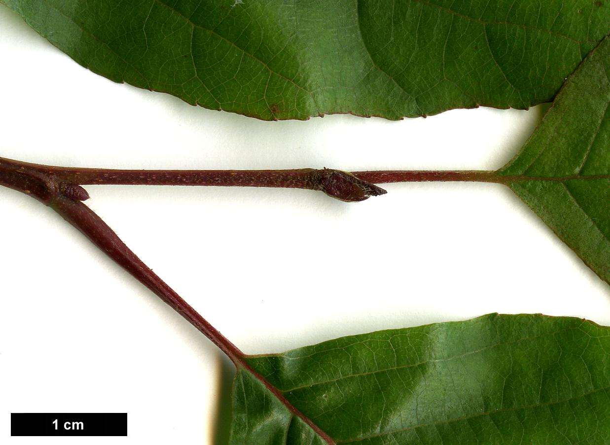 High resolution image: Family: Betulaceae - Genus: Alnus - Taxon: nitida