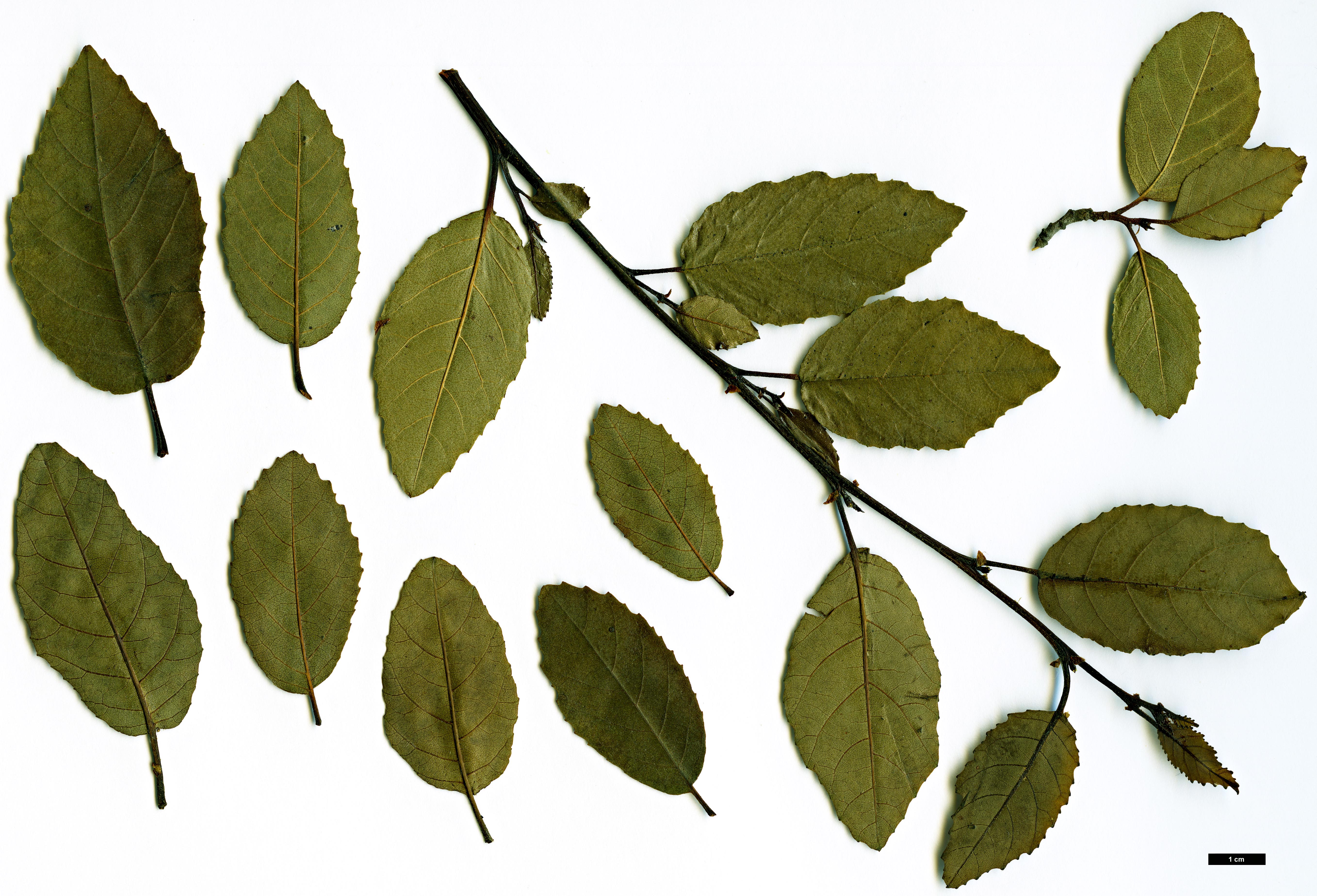 High resolution image: Family: Betulaceae - Genus: Alnus - Taxon: orientalis
