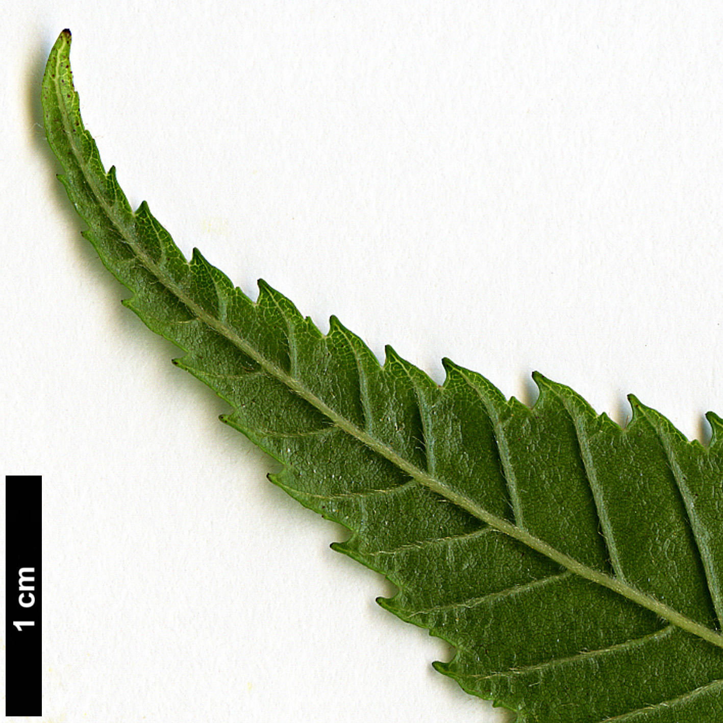 High resolution image: Family: Betulaceae - Genus: Alnus - Taxon: pendula