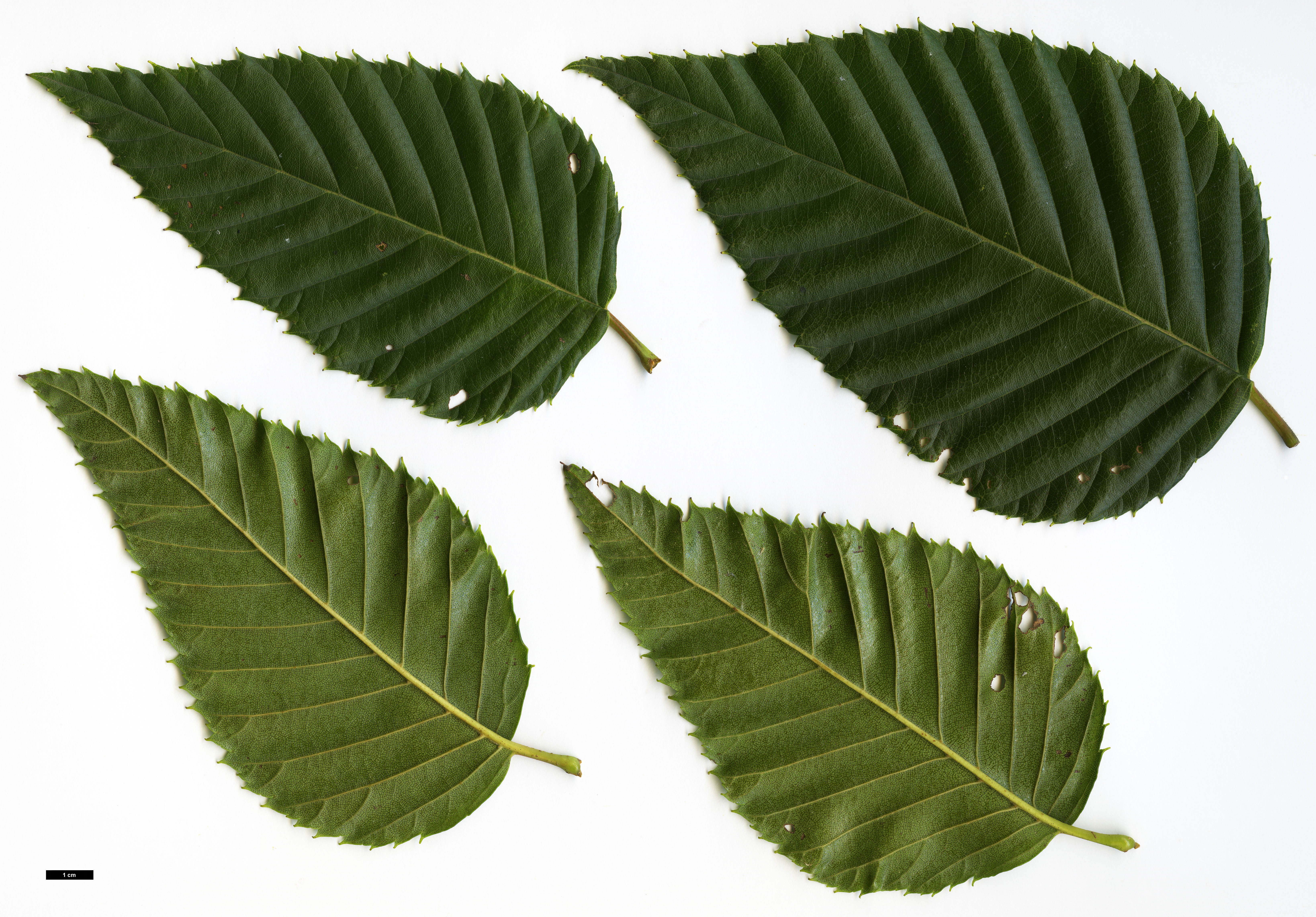 High resolution image: Family: Betulaceae - Genus: Alnus - Taxon: sieboldiana