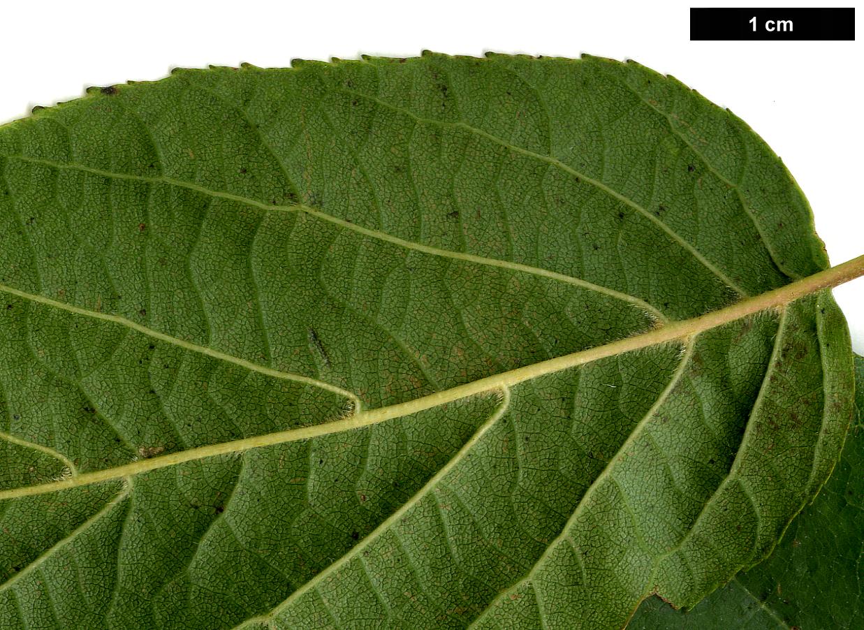 High resolution image: Family: Betulaceae - Genus: Alnus - Taxon: subcordata