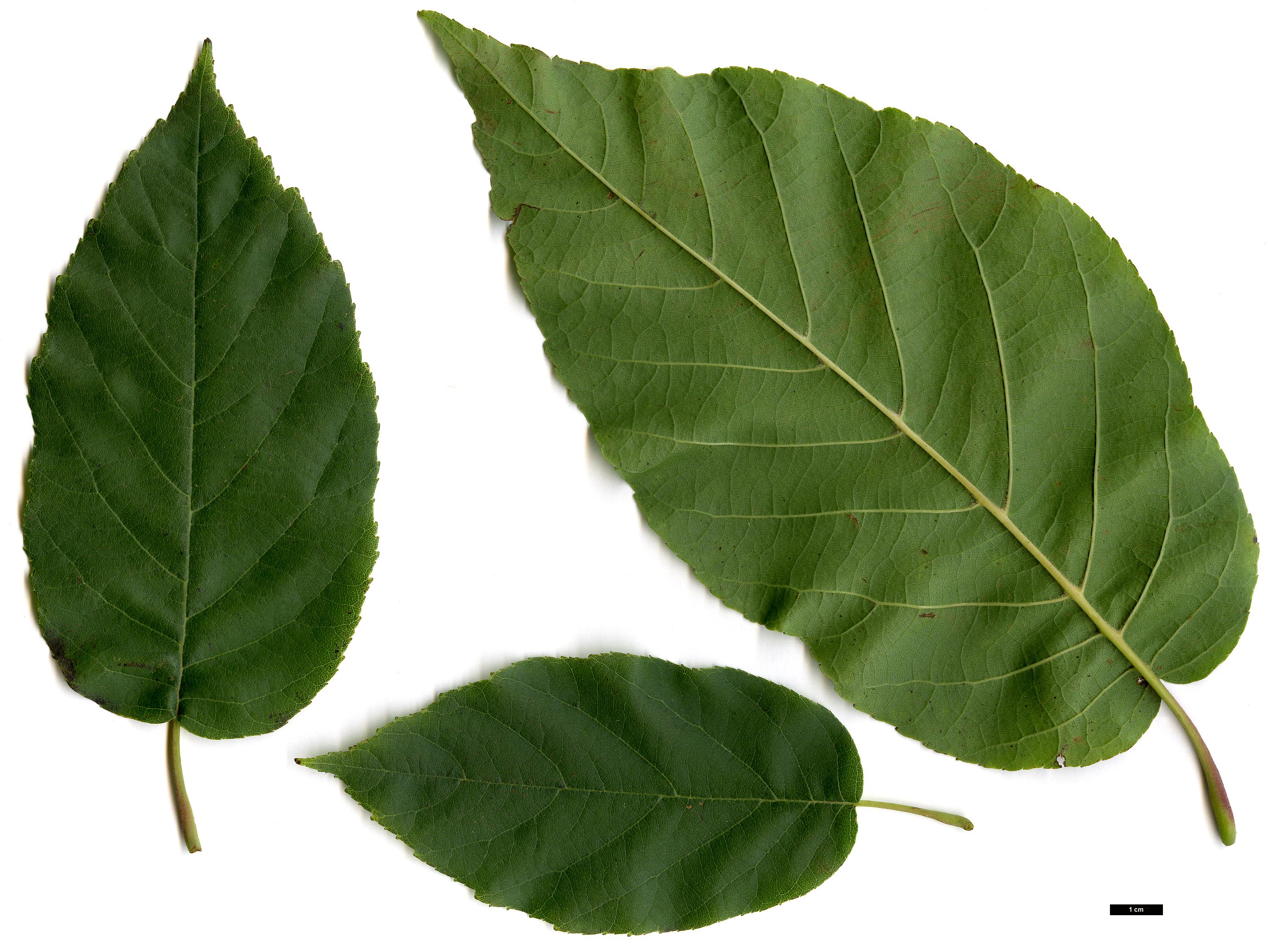 High resolution image: Family: Betulaceae - Genus: Alnus - Taxon: subcordata