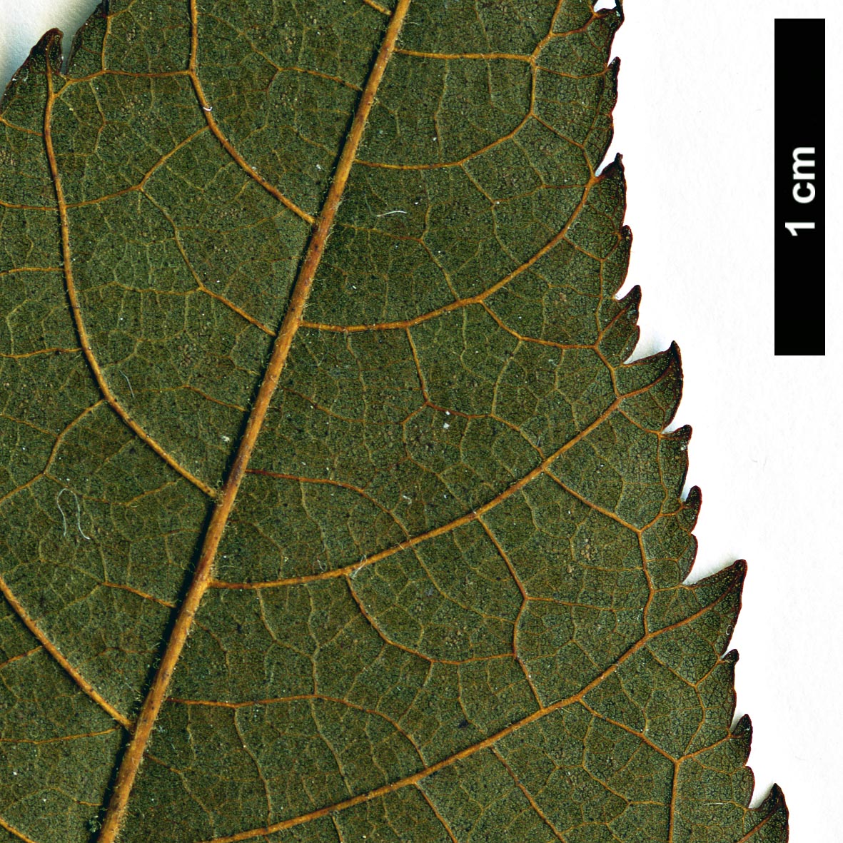 High resolution image: Family: Betulaceae - Genus: Alnus - Taxon: trabeculosa