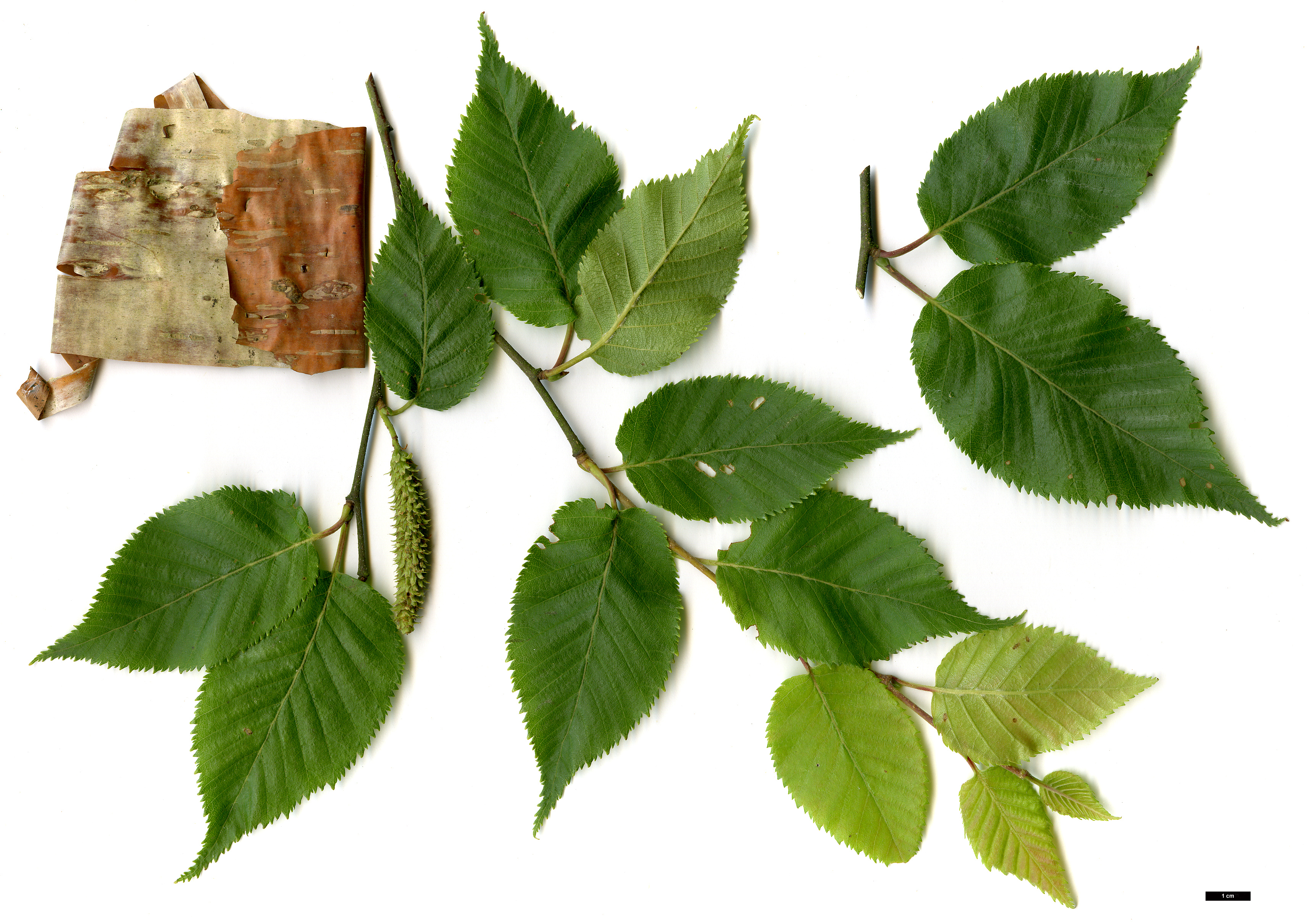 High resolution image: Family: Betulaceae - Genus: Betula - Taxon: 'Fascination'
