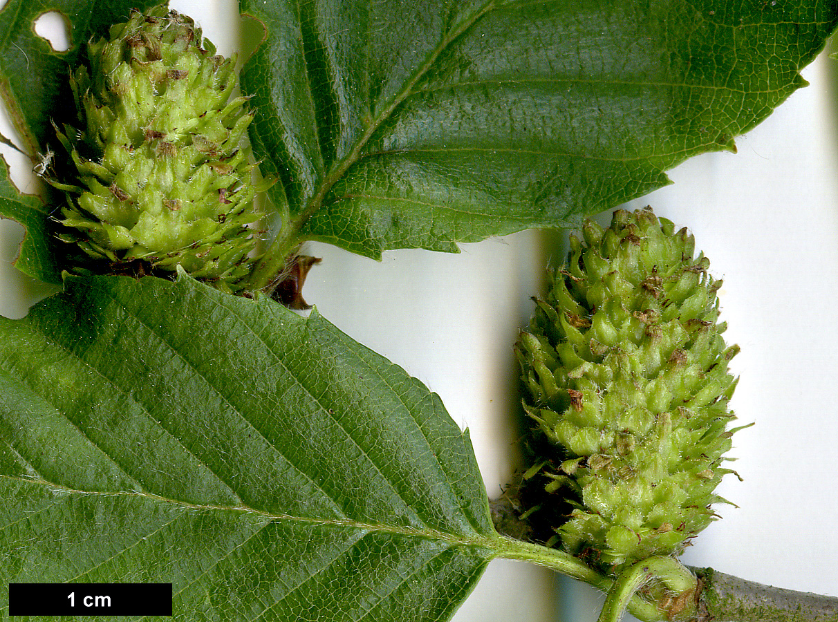 High resolution image: Family: Betulaceae - Genus: Betula - Taxon: alleghaniensis