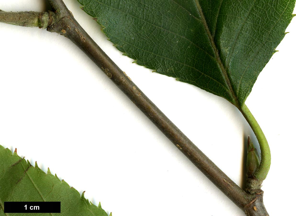 High resolution image: Family: Betulaceae - Genus: Betula - Taxon: alnoides
