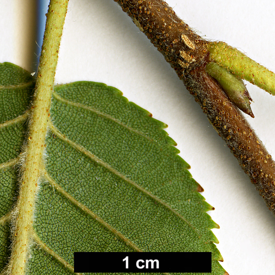 High resolution image: Family: Betulaceae - Genus: Betula - Taxon: ashburneri