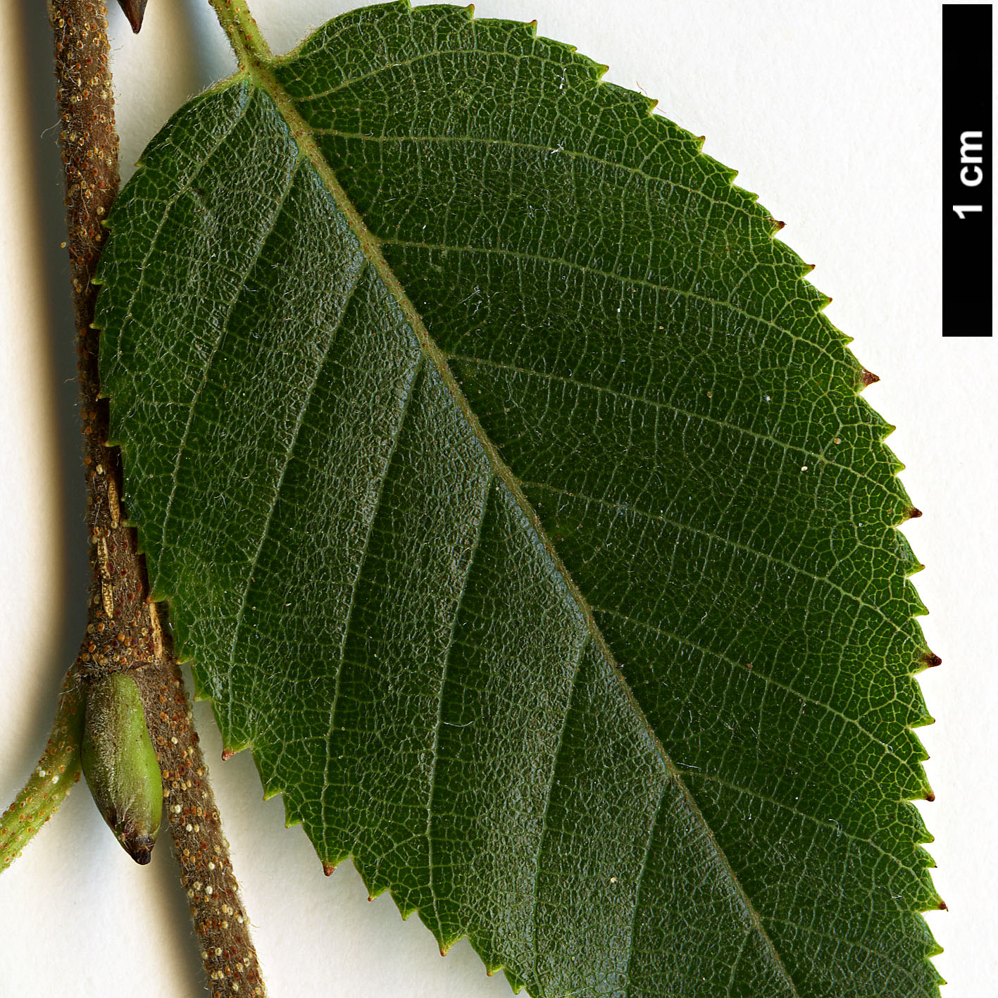 High resolution image: Family: Betulaceae - Genus: Betula - Taxon: ashburneri