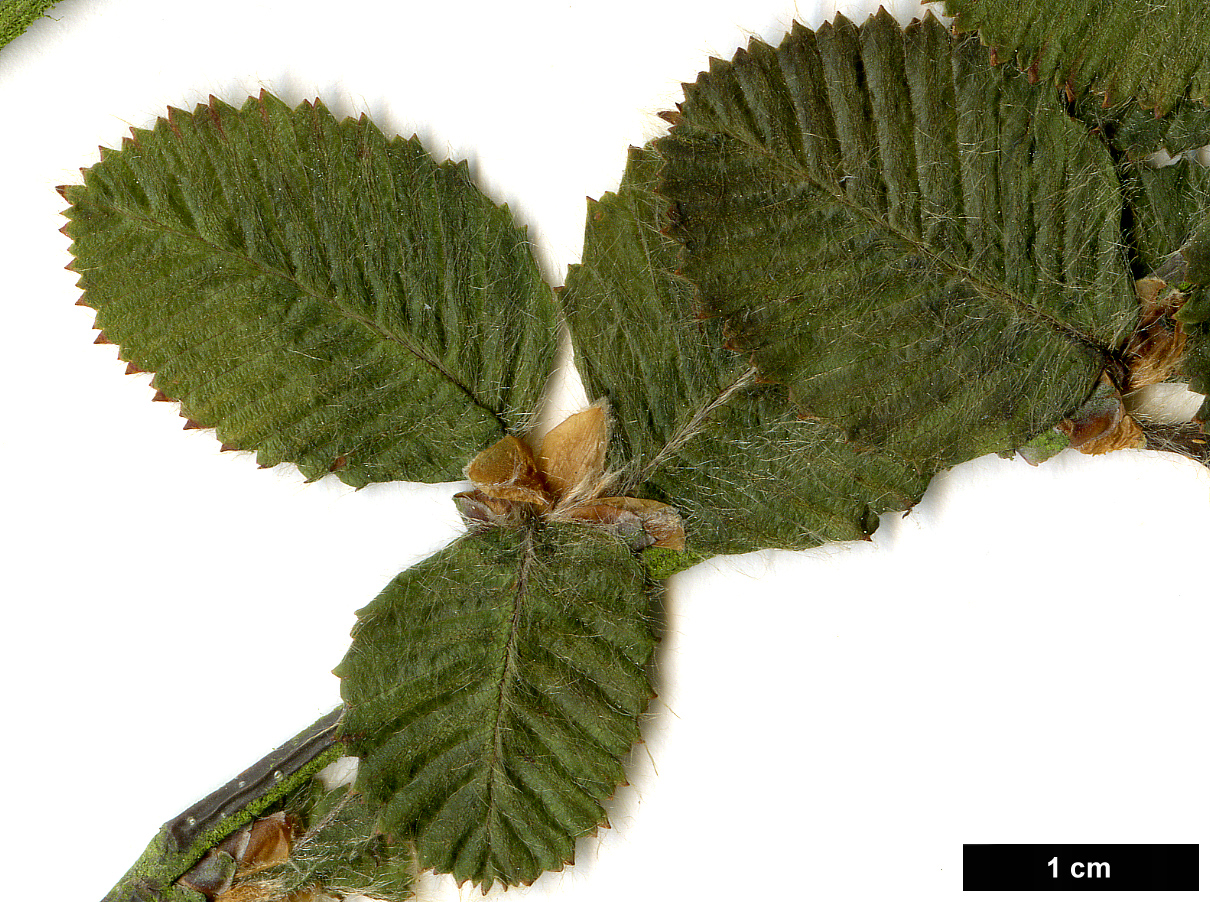 High resolution image: Family: Betulaceae - Genus: Betula - Taxon: bomiensis