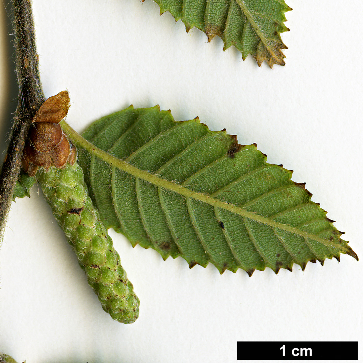High resolution image: Family: Betulaceae - Genus: Betula - Taxon: bomiensis