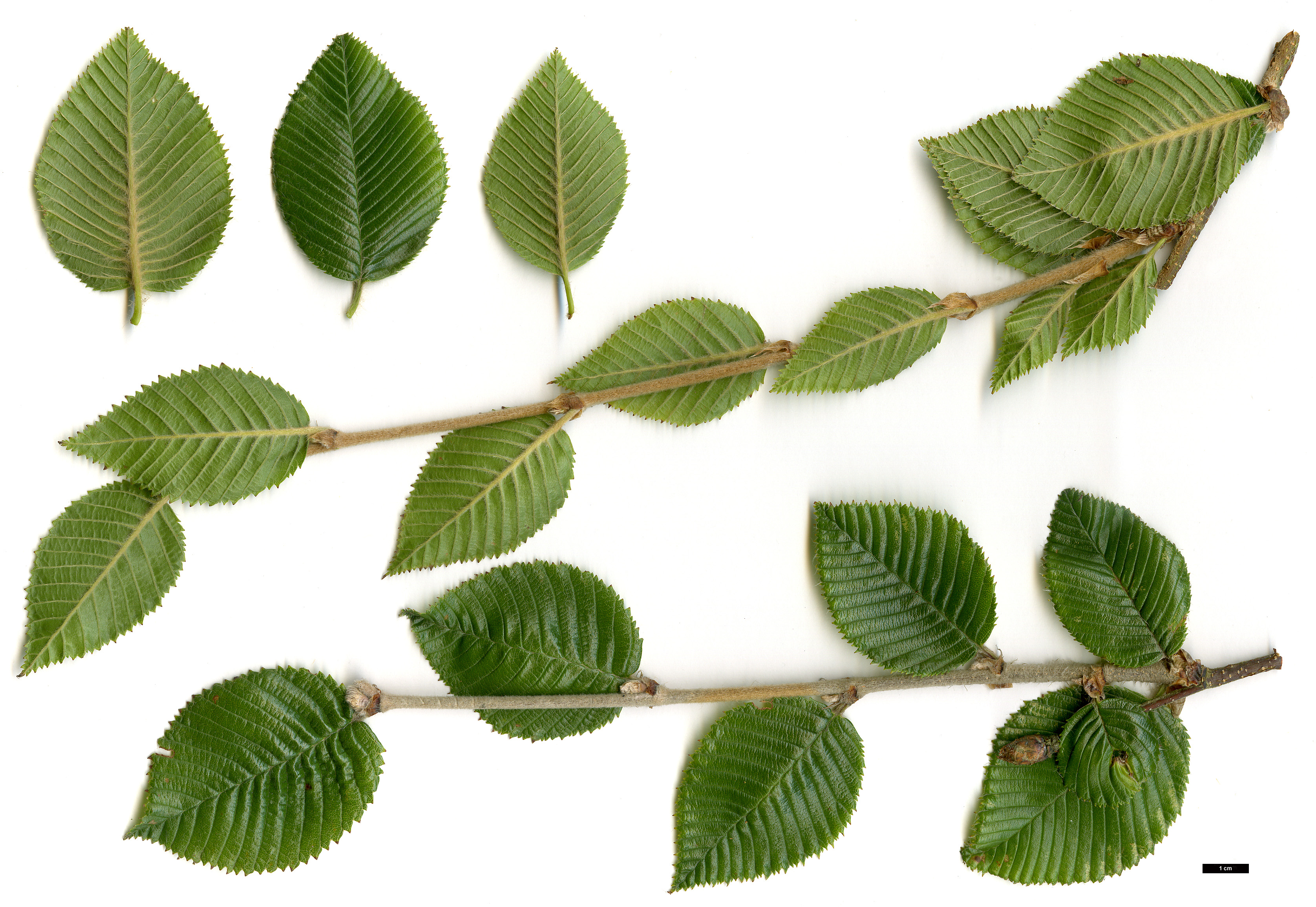 High resolution image: Family: Betulaceae - Genus: Betula - Taxon: calcicola