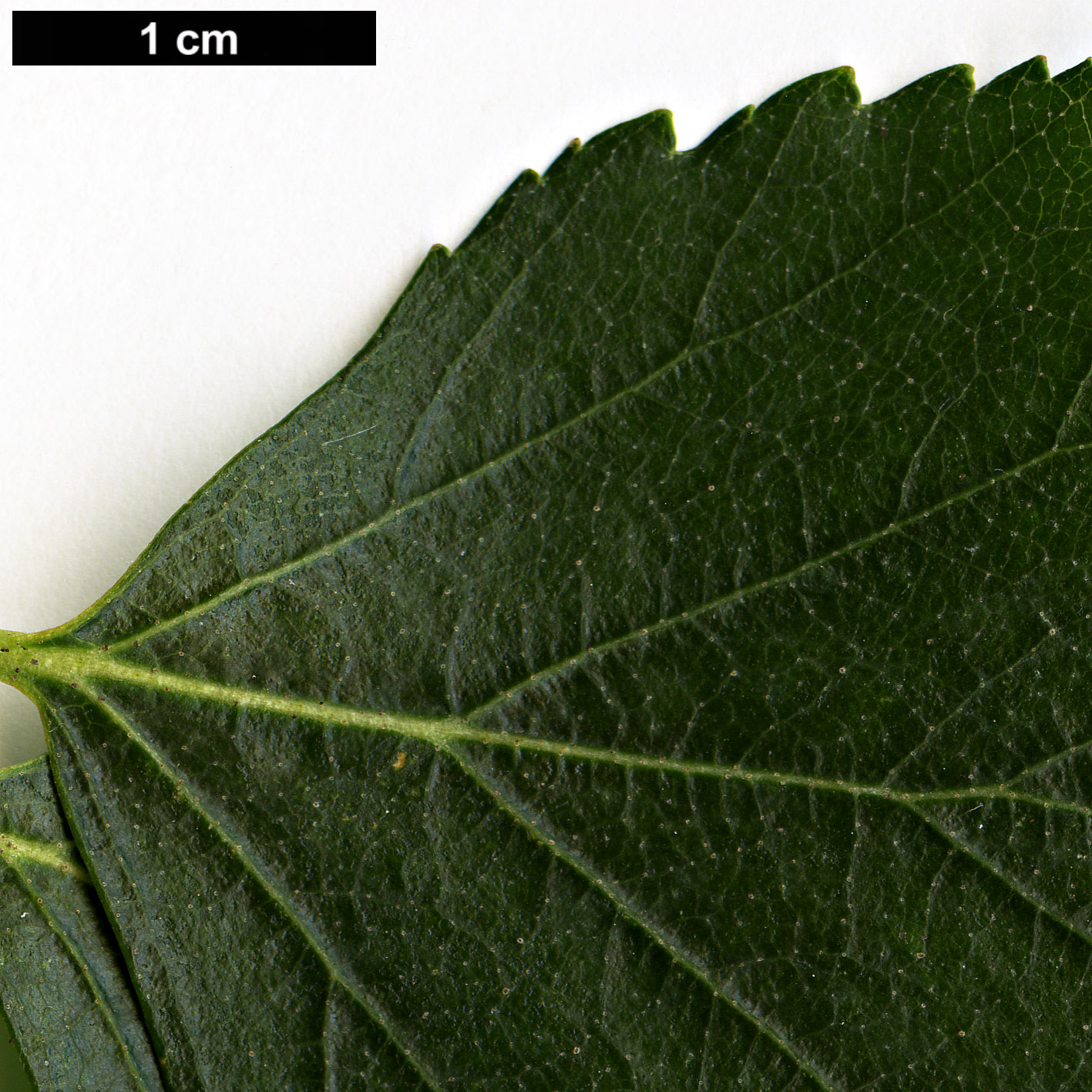 High resolution image: Family: Betulaceae - Genus: Betula - Taxon: celtiberica