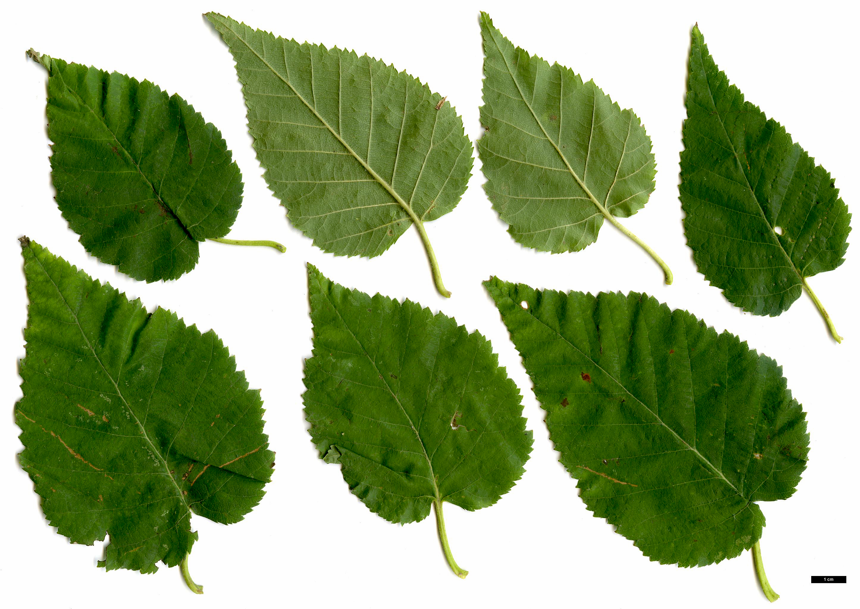High resolution image: Family: Betulaceae - Genus: Betula - Taxon: cordifolia