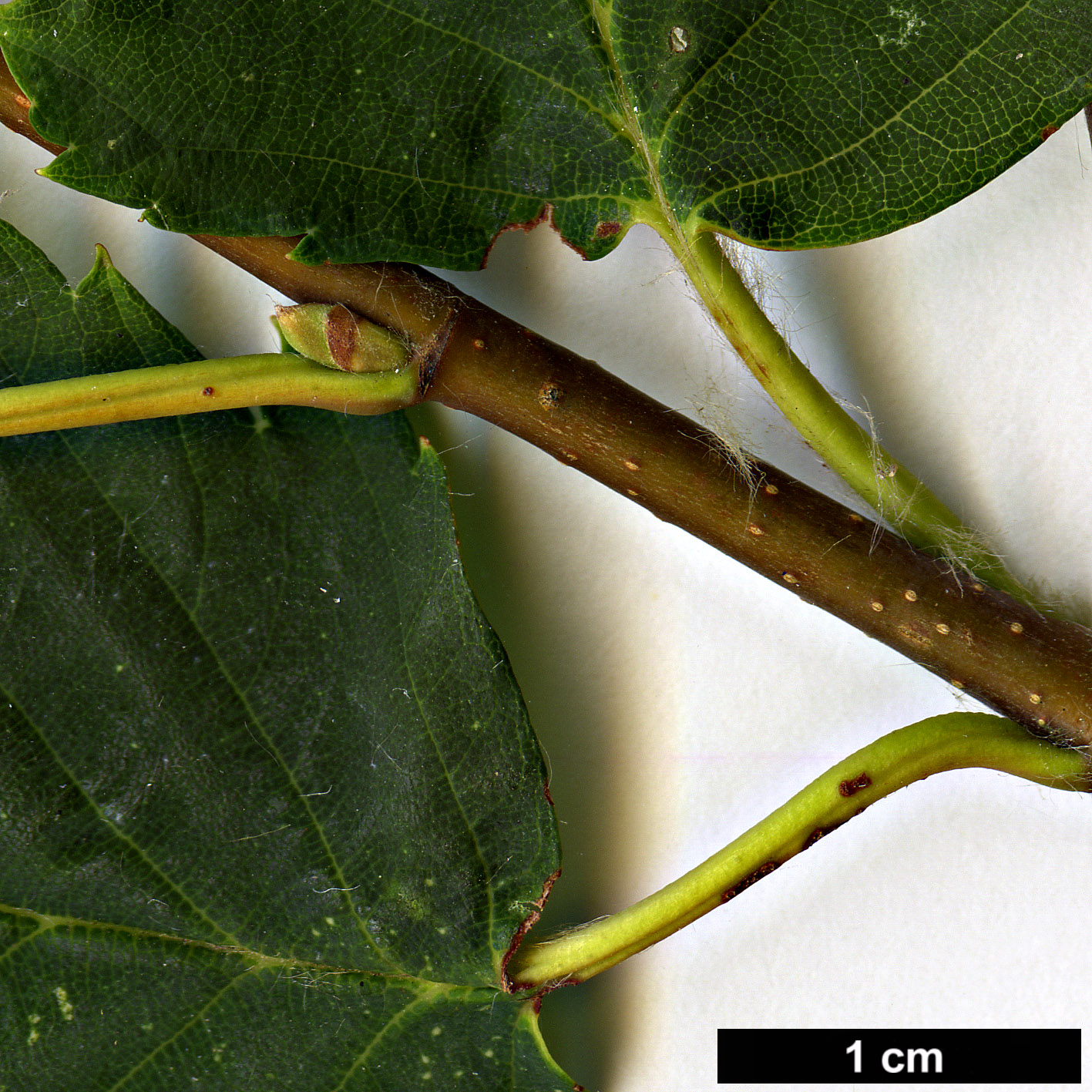 High resolution image: Family: Betulaceae - Genus: Betula - Taxon: corylifolia