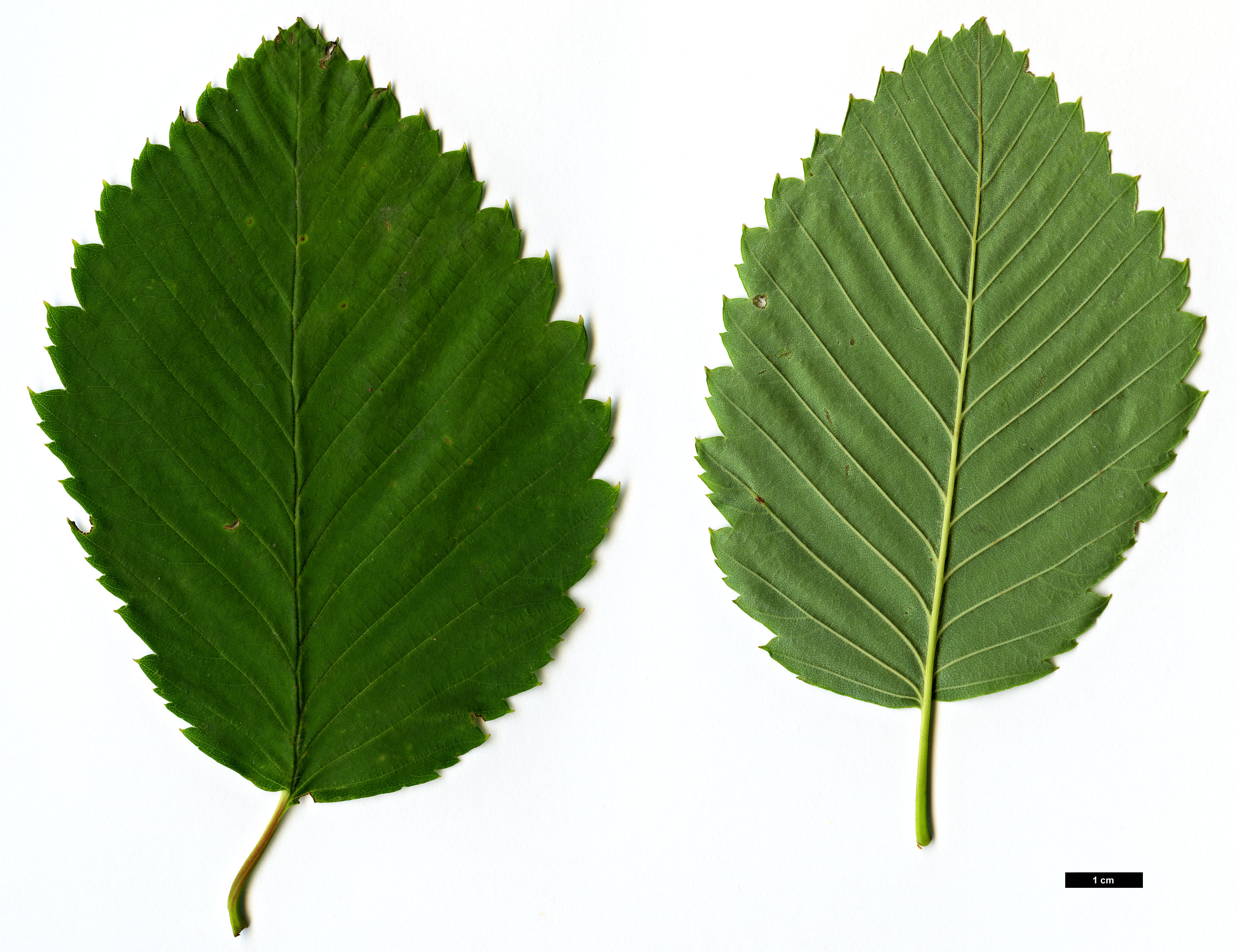 High resolution image: Family: Betulaceae - Genus: Betula - Taxon: corylifolia