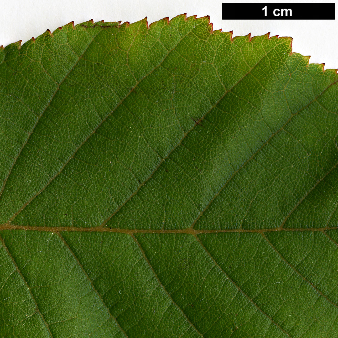 High resolution image: Family: Betulaceae - Genus: Betula - Taxon: cylindrostachya