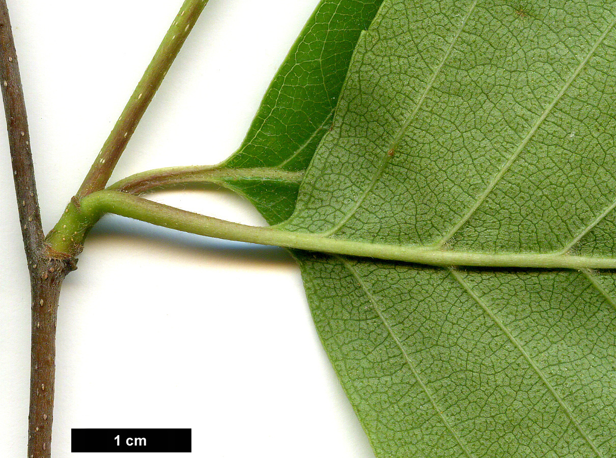High resolution image: Family: Betulaceae - Genus: Betula - Taxon: dahurica